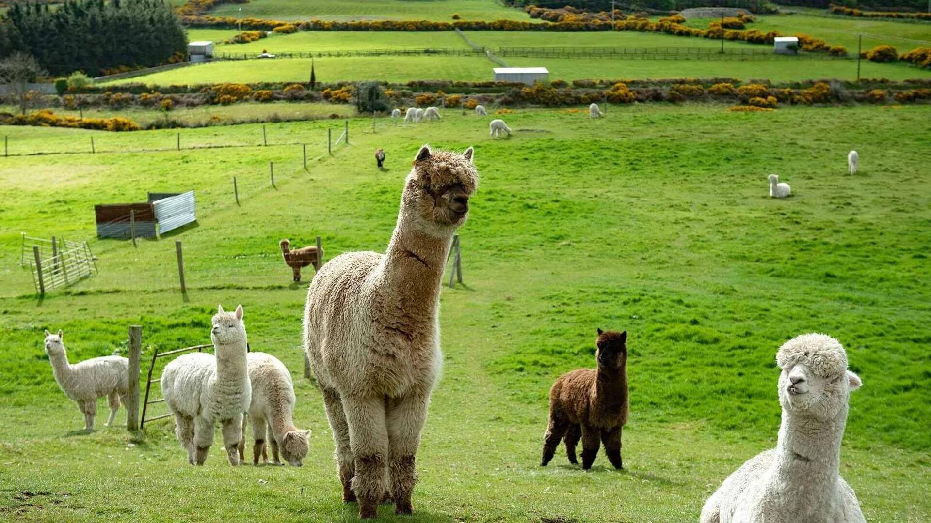 Memahami Lima Tanda Perilaku Alpaka yang Menarik