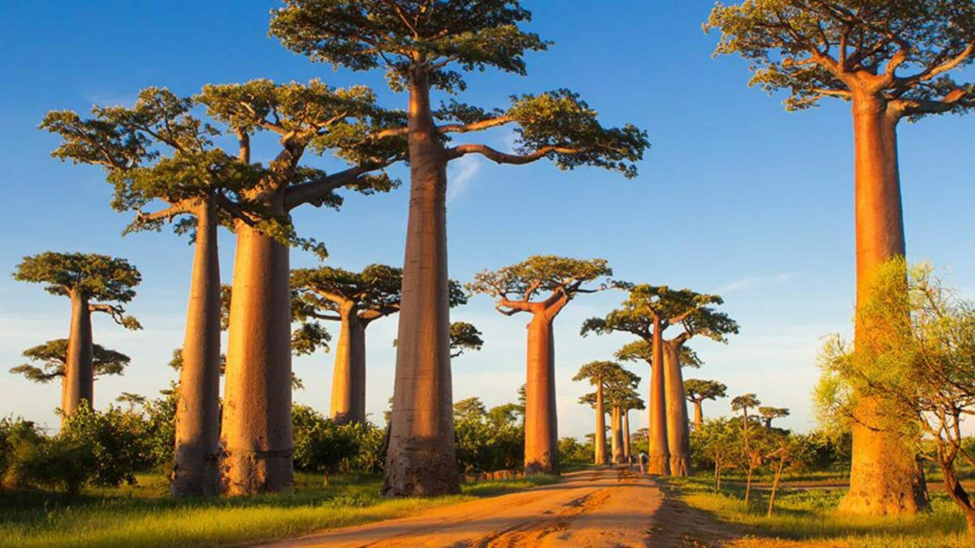 Menjelajahi Keajaiban Avenue Of The Baobabs, Madagaskar