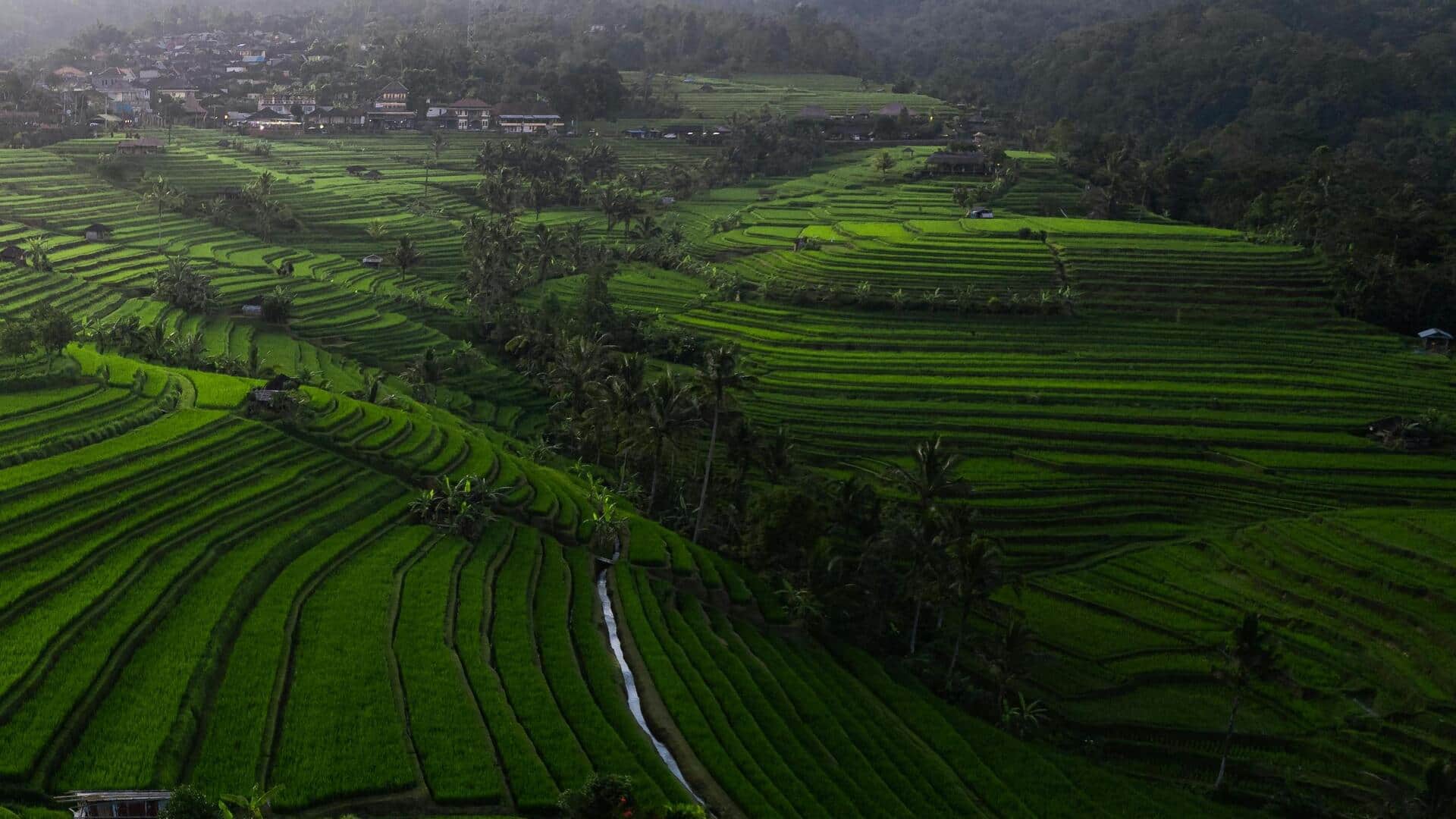 Menjelajahi Terasering Sawah Bali yang Tenang