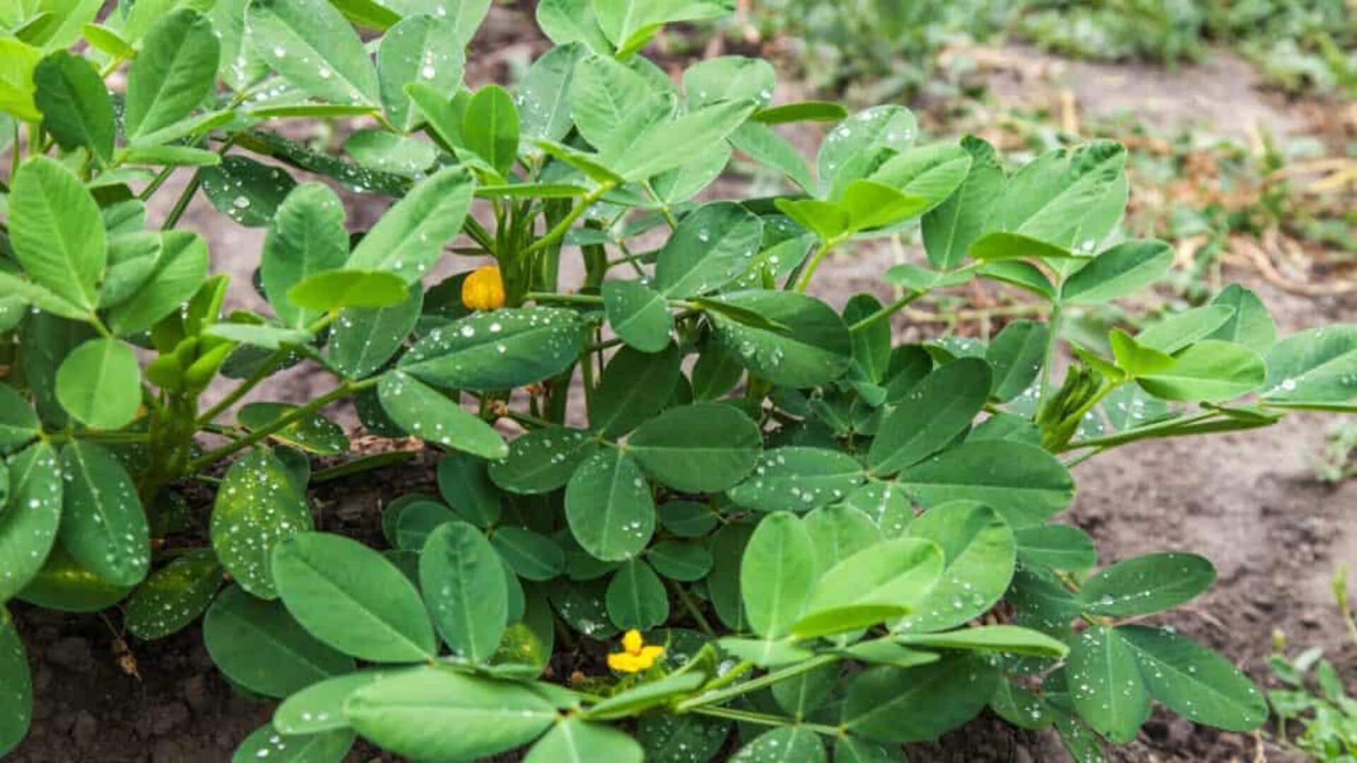 Menjelajahi Hidangan Unik dari Daun Kacang Tanah