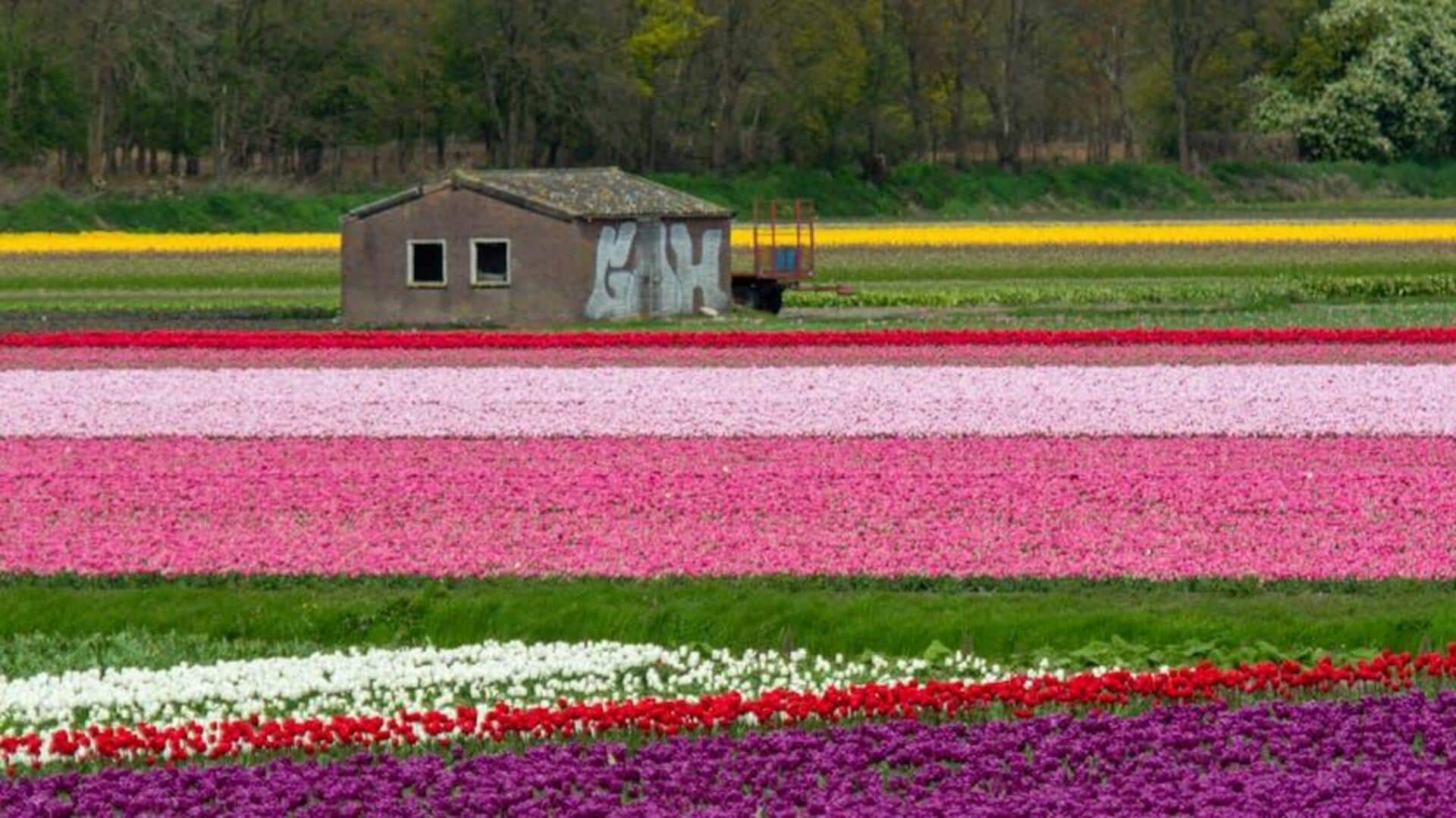 Bersepeda Melalui Ladang Tulip Belanda yang Ikonik