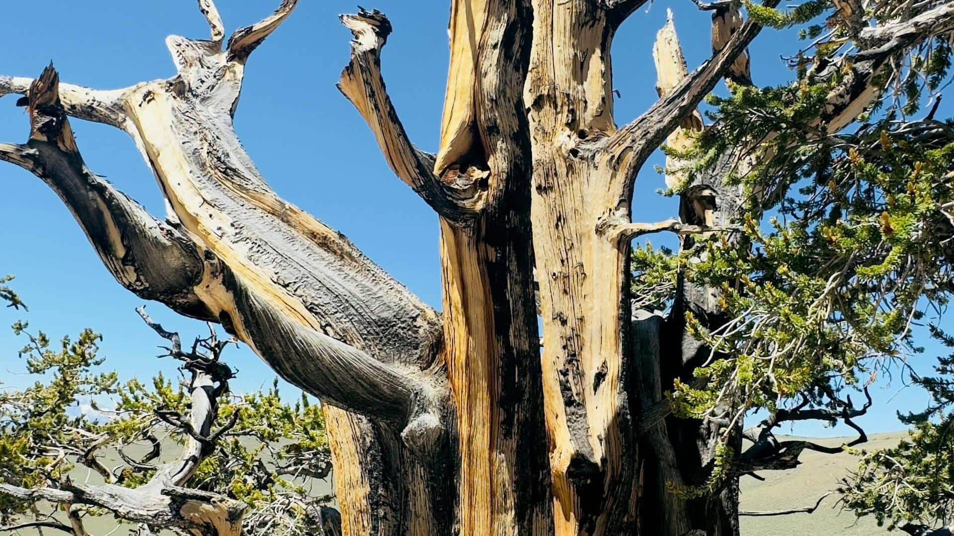 Menjelajahi Hutan Kuno Bristlecone Pine, California, AS