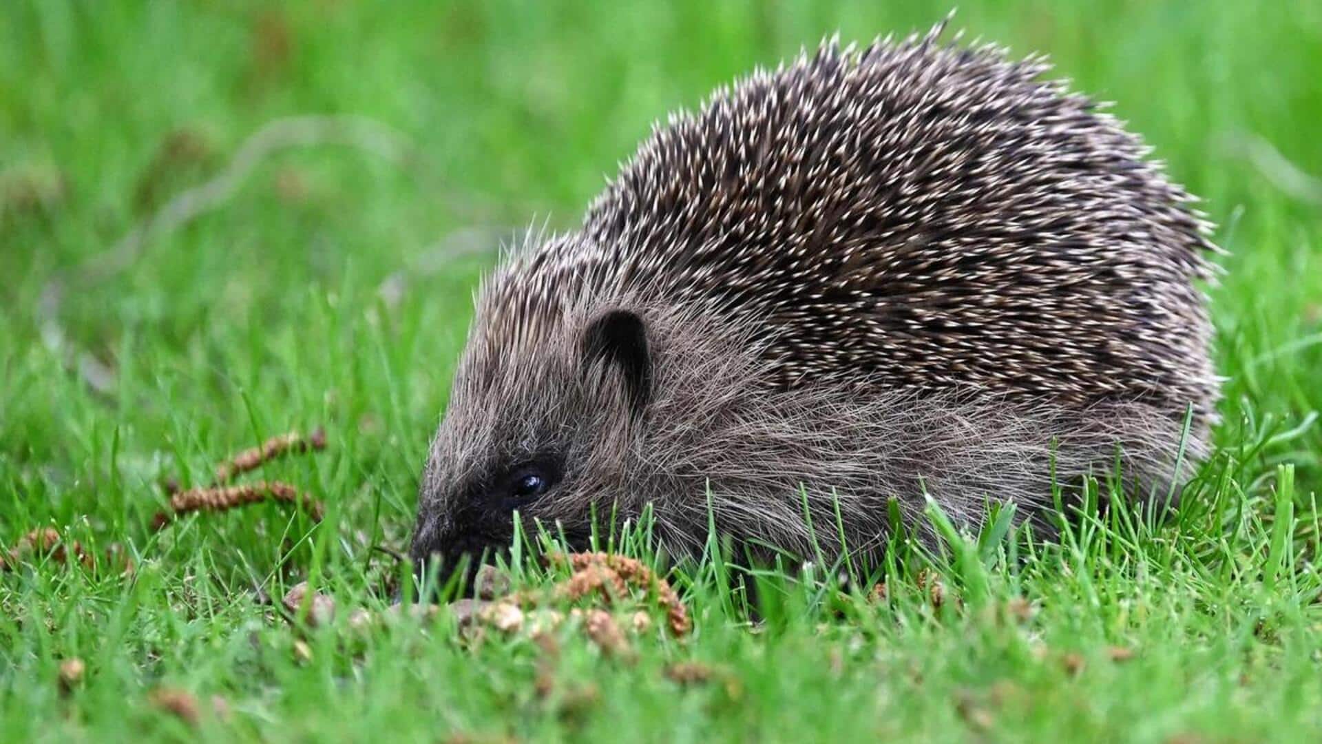 Fakta Unik tentang Kebiasaan Tidur Landak