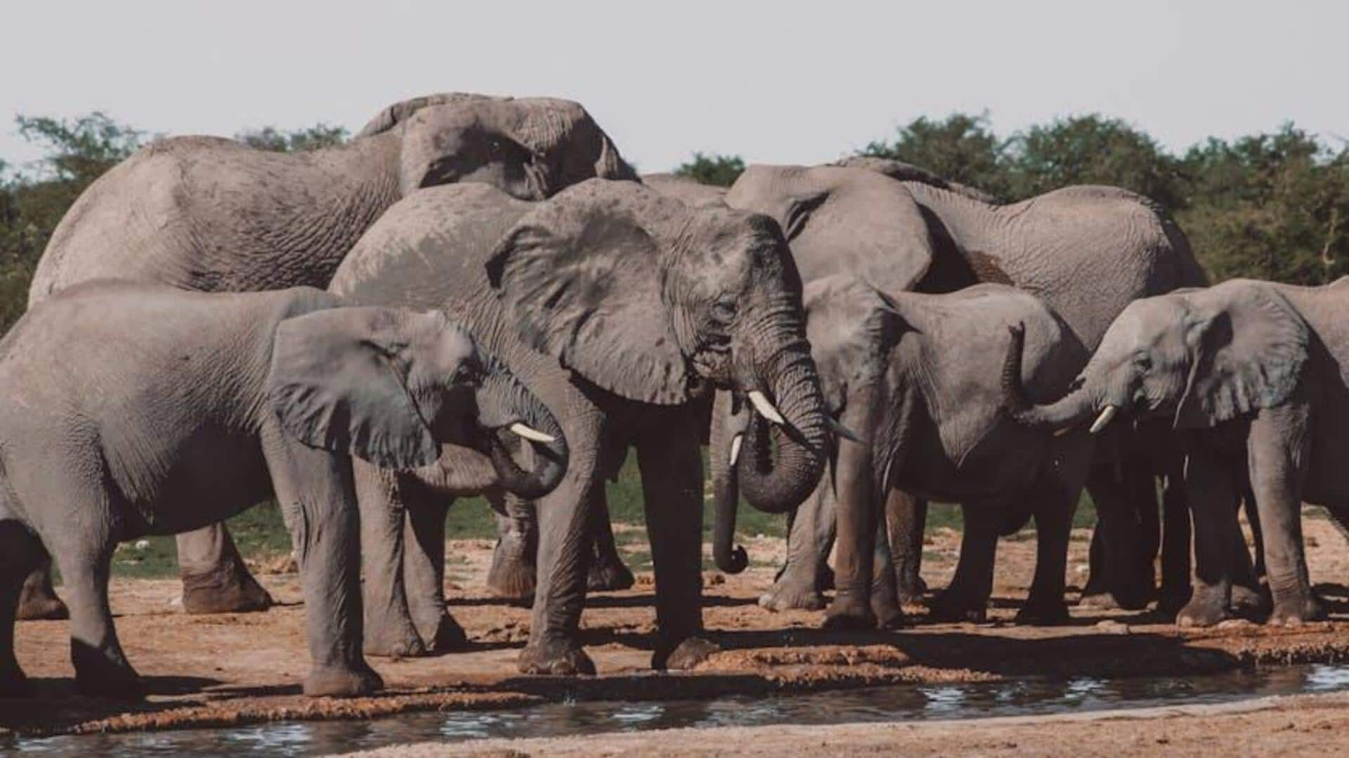 Menjelajahi Keajaiban Taman Nasional Zakouma, Chad