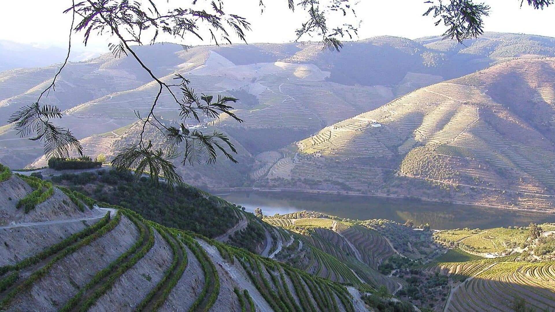Mengunjungi Kebun Anggur di Lembah Douro, Portugal