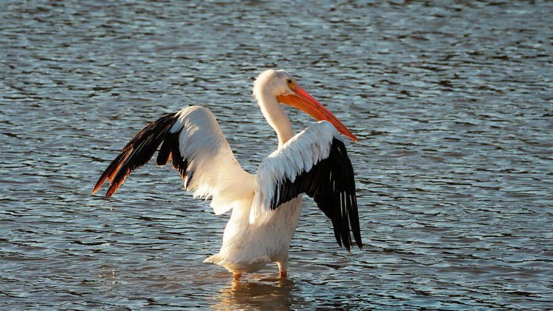 Lima Cara Pelikan Memanfaatkan Angin dalam Kehidupannya