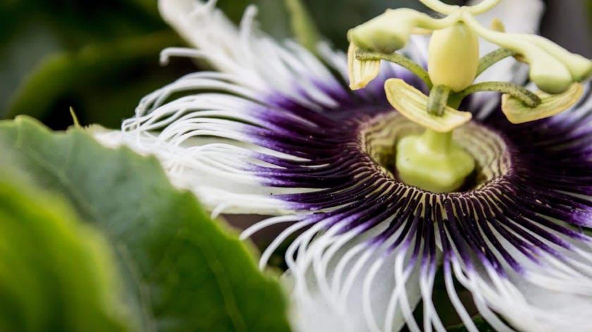 Rahasia Passion Flower: Perbaiki Mood, Kurangi Kecemasan secara Alami Rahasia Passion Flower: Perbaiki Mood, Kurangi Kecemasan secara Alami