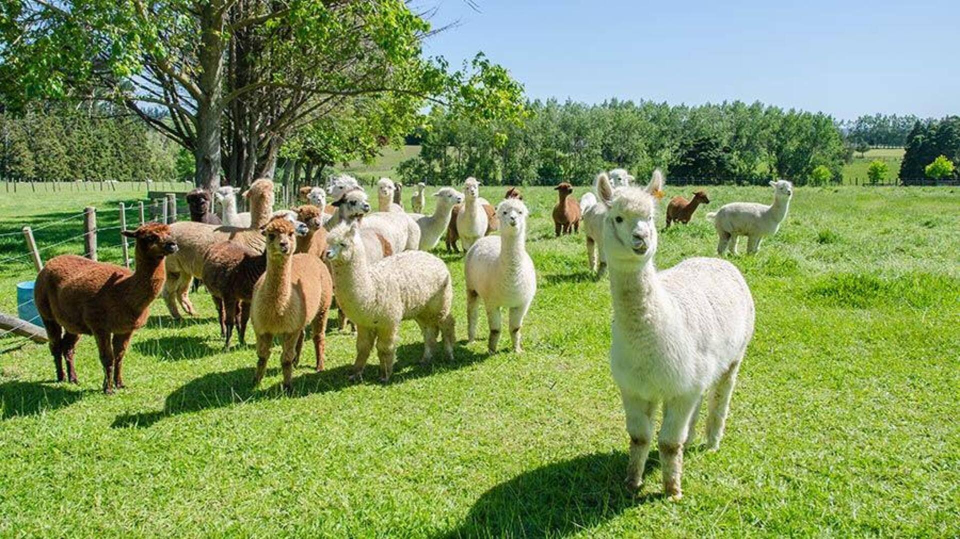 Mengungkap Perilaku Komunikasi Sosial Alpaka