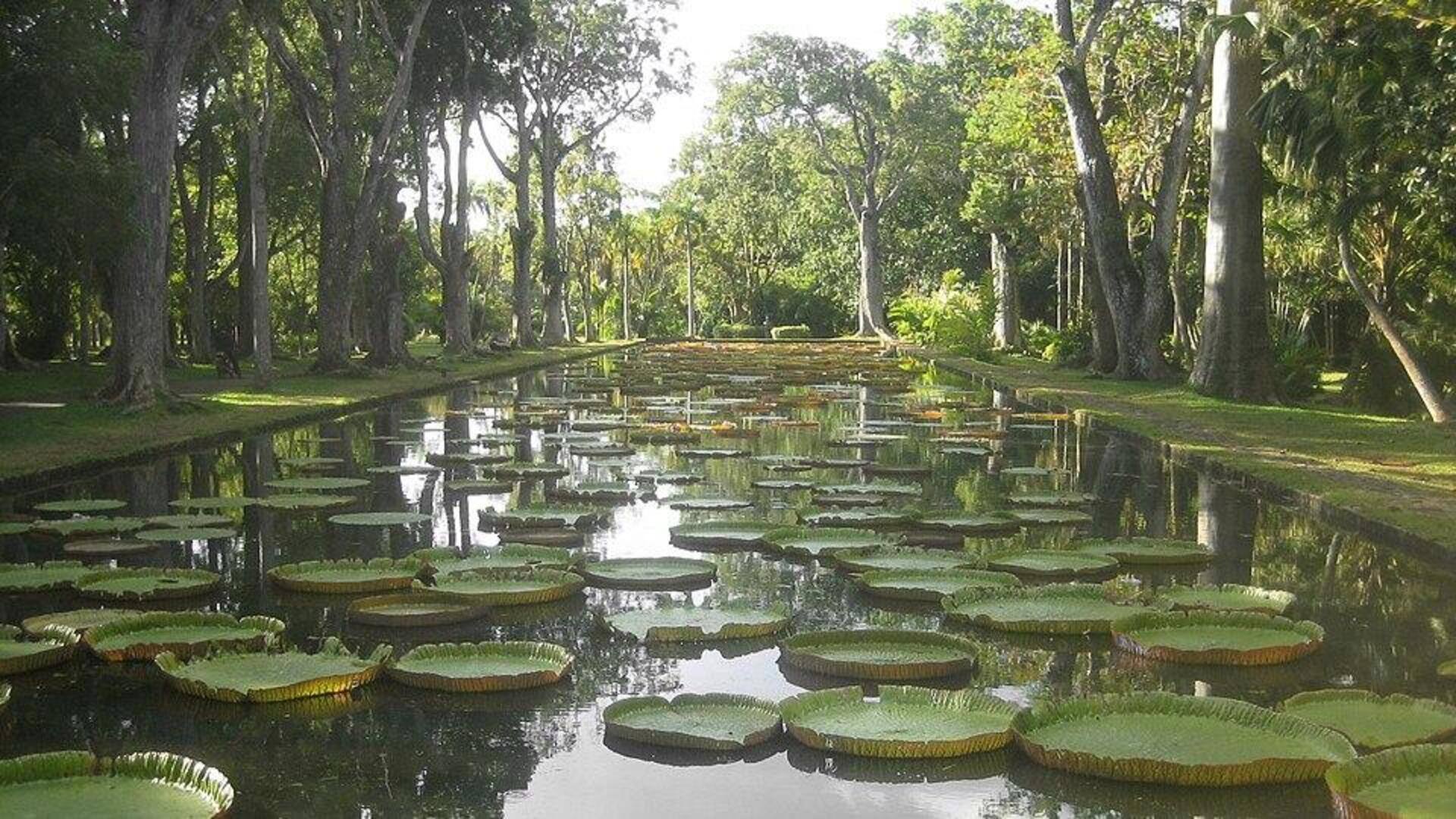 Menemukan Kebun Raya Tersembunyi di Mauritius