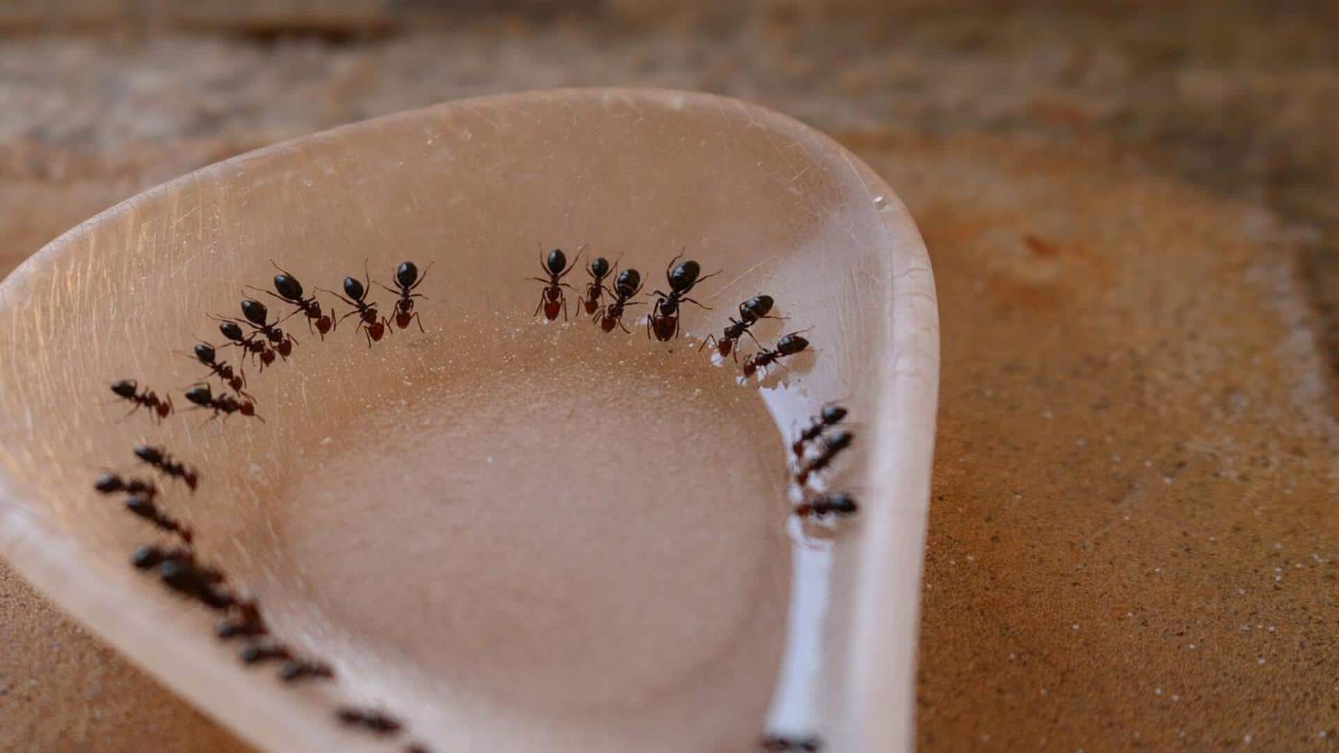 Lima cara alami untuk mengusir semut di rumah