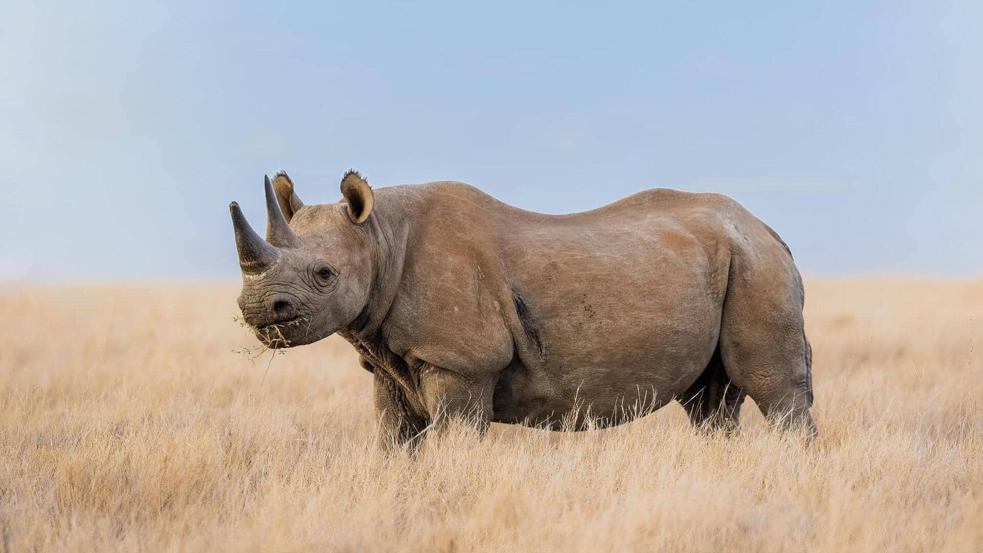 Lima Kebiasaan Badak yang Menarik untuk Dipelajari