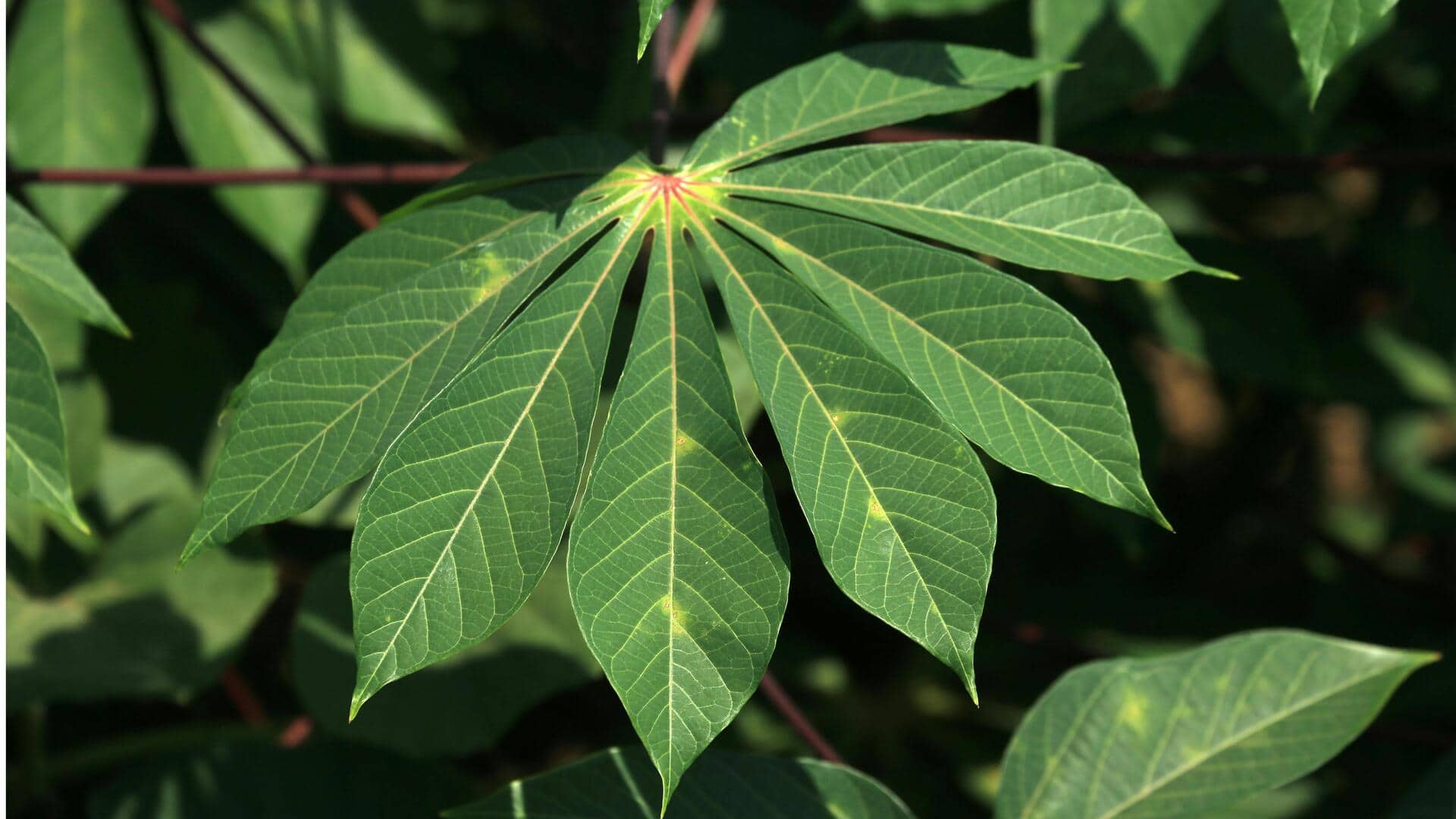 Manfaat Daun Singkong yang Kaya Vitamin B untuk Rambut