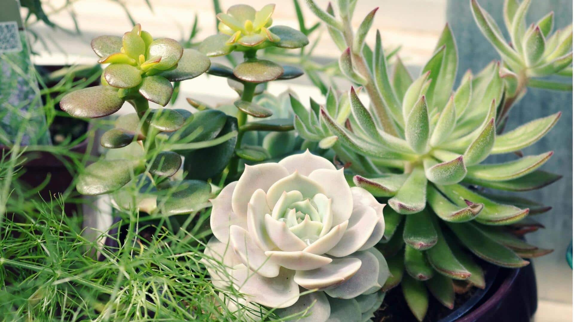 Lima Cara Sederhana untuk Menanam Sukulen di Dalam Ruangan