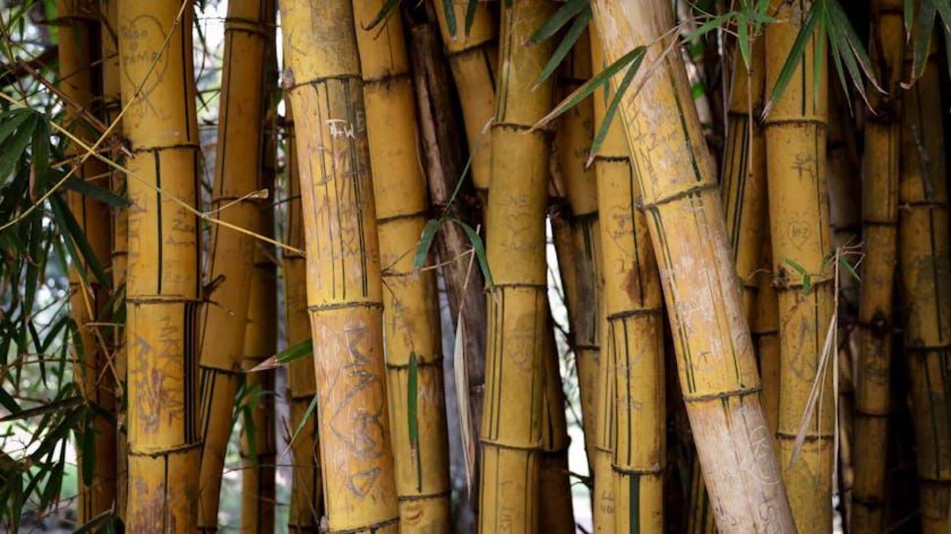 Dampak Bambu pada Lingkungan Global