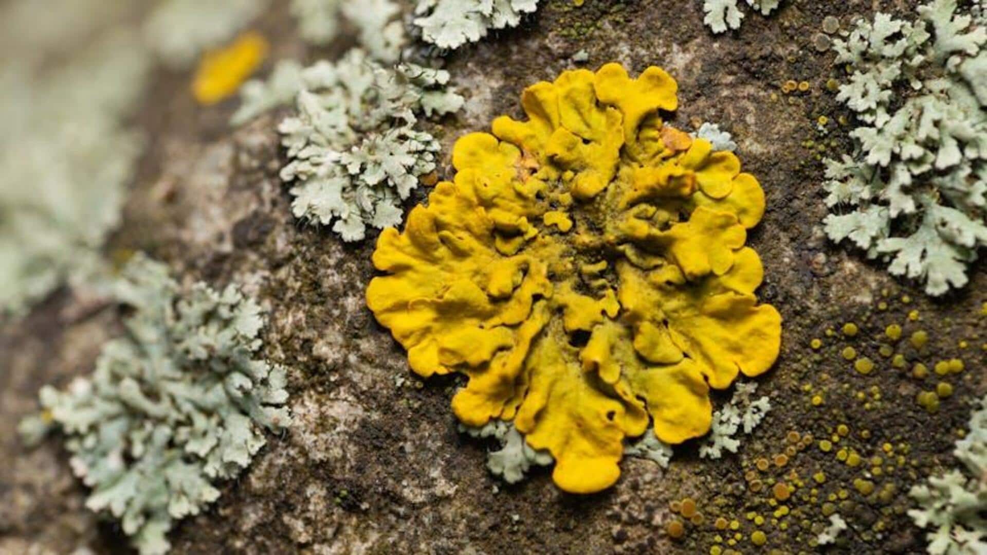Manfaat Tak Terduga Lichen dalam Bioteknologi Modern