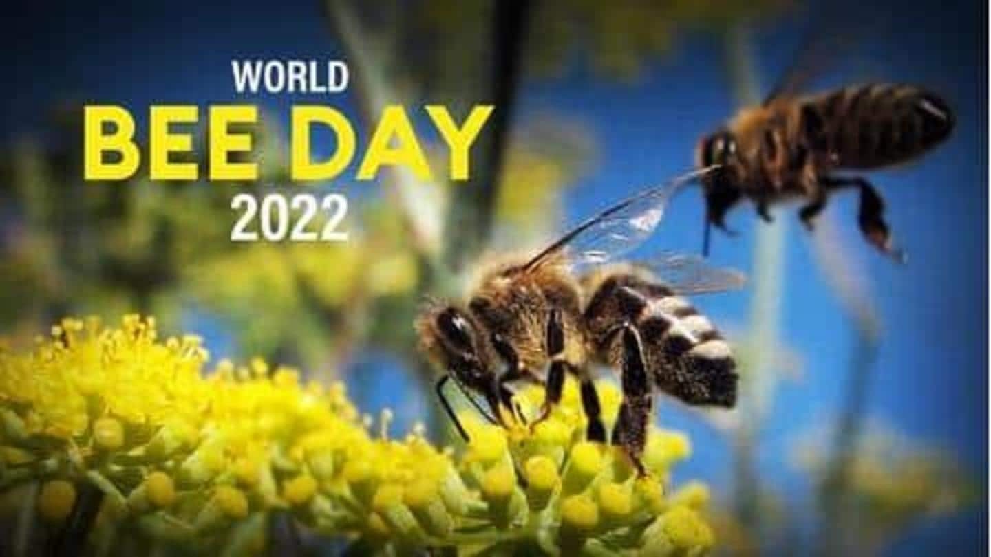 Hari Lebah Sedunia 2022: Asal-usul, tujuan, dan banyak lagi