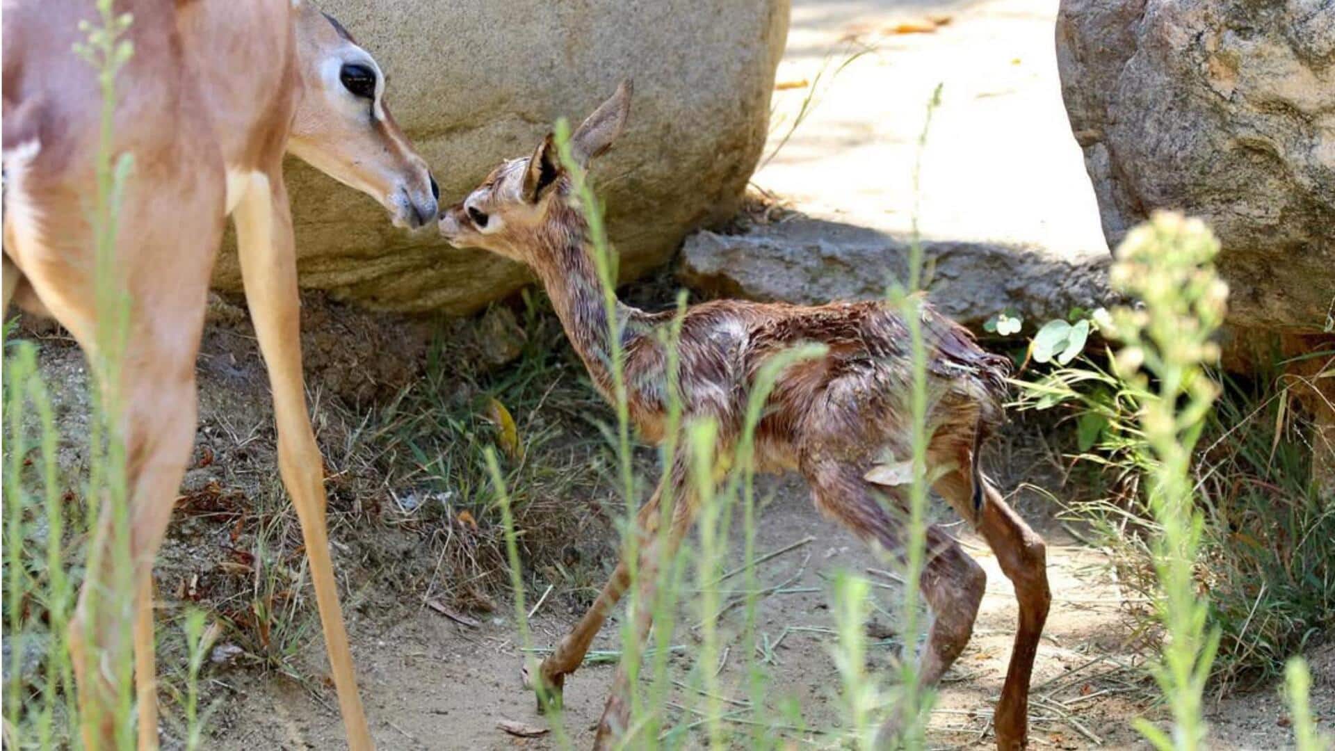 Rusa Berleher Panjang: Lokasi Kelahiran yang Tersembunyi dan Strategi Perlindungan