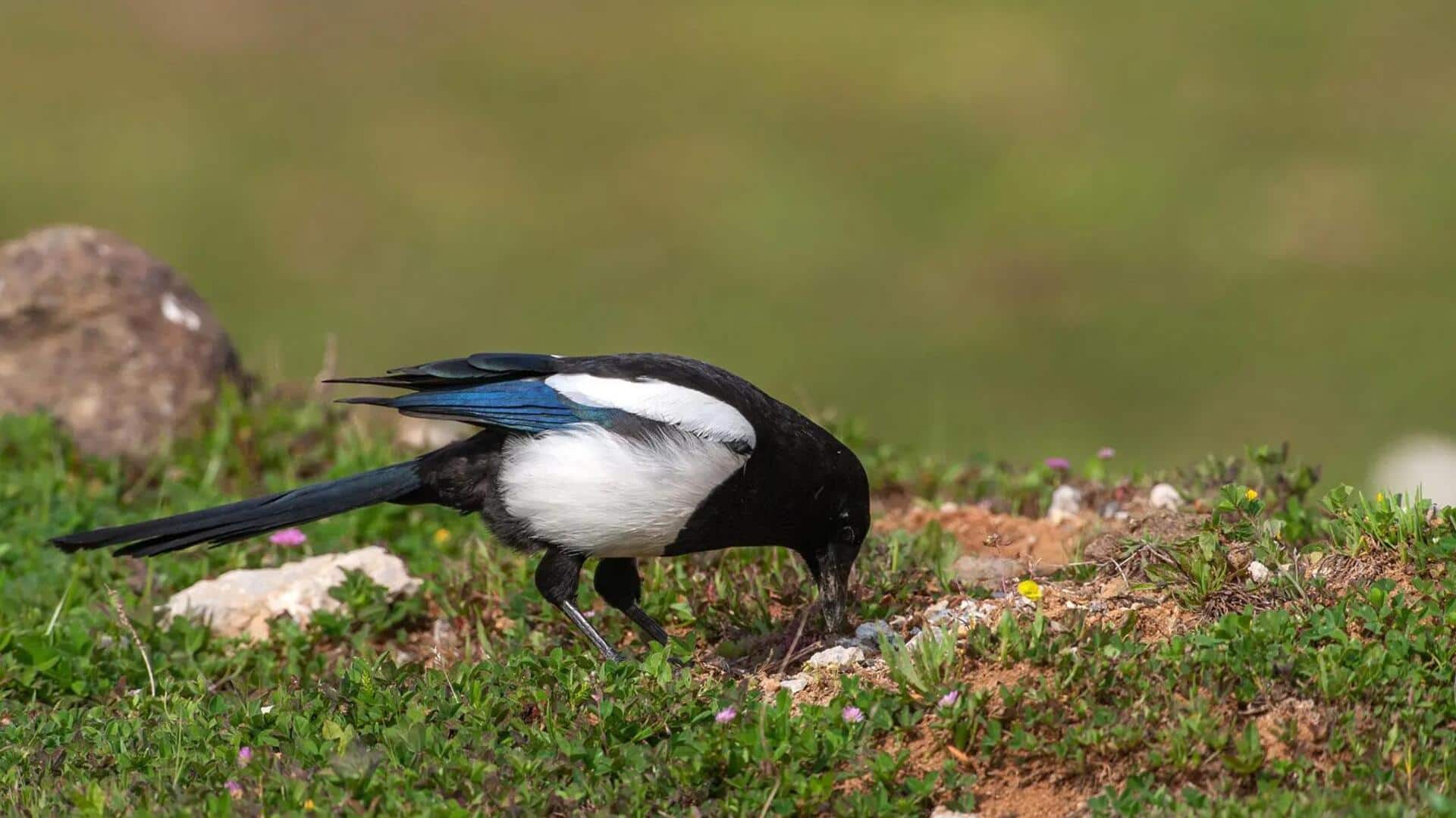 Mempelajari Cara Burung Magpie dalam Mendapatkan Makanan