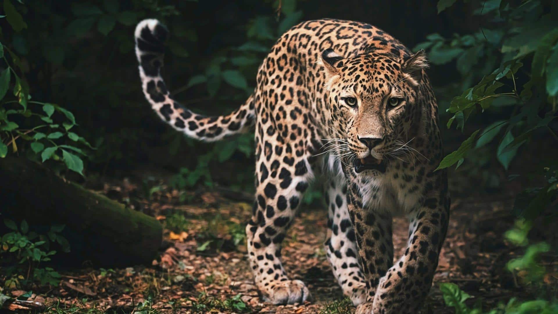 Langkah Senyap Macan Tutul: Keahlian Alami dalam Berburu