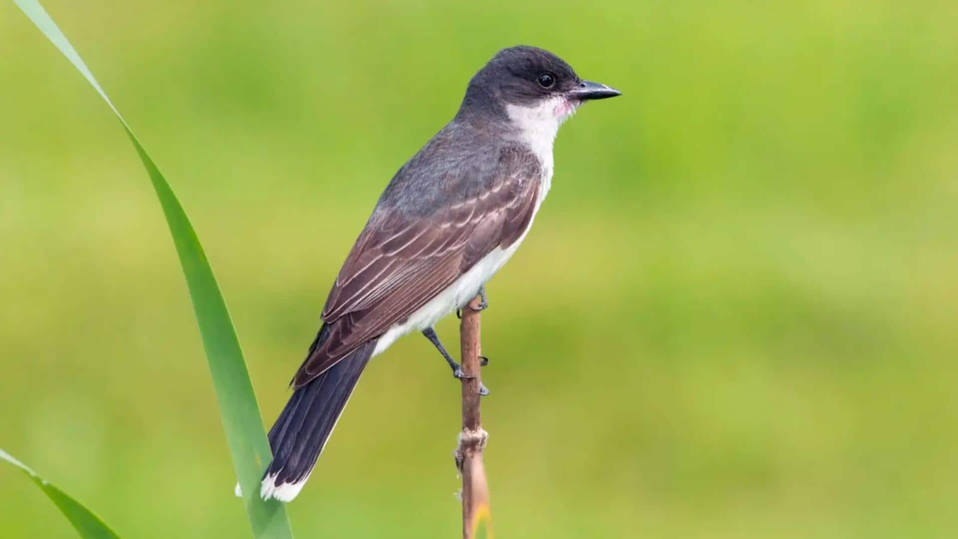 Adaptasi Musiman Kingbird di Iklim yang Beragam