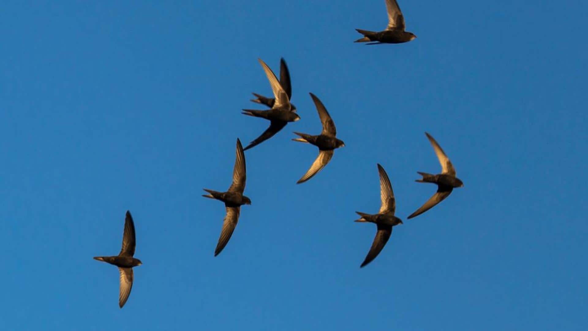 Rahasia Migrasi Burung Swift: Perjalanan Jarak Jauh