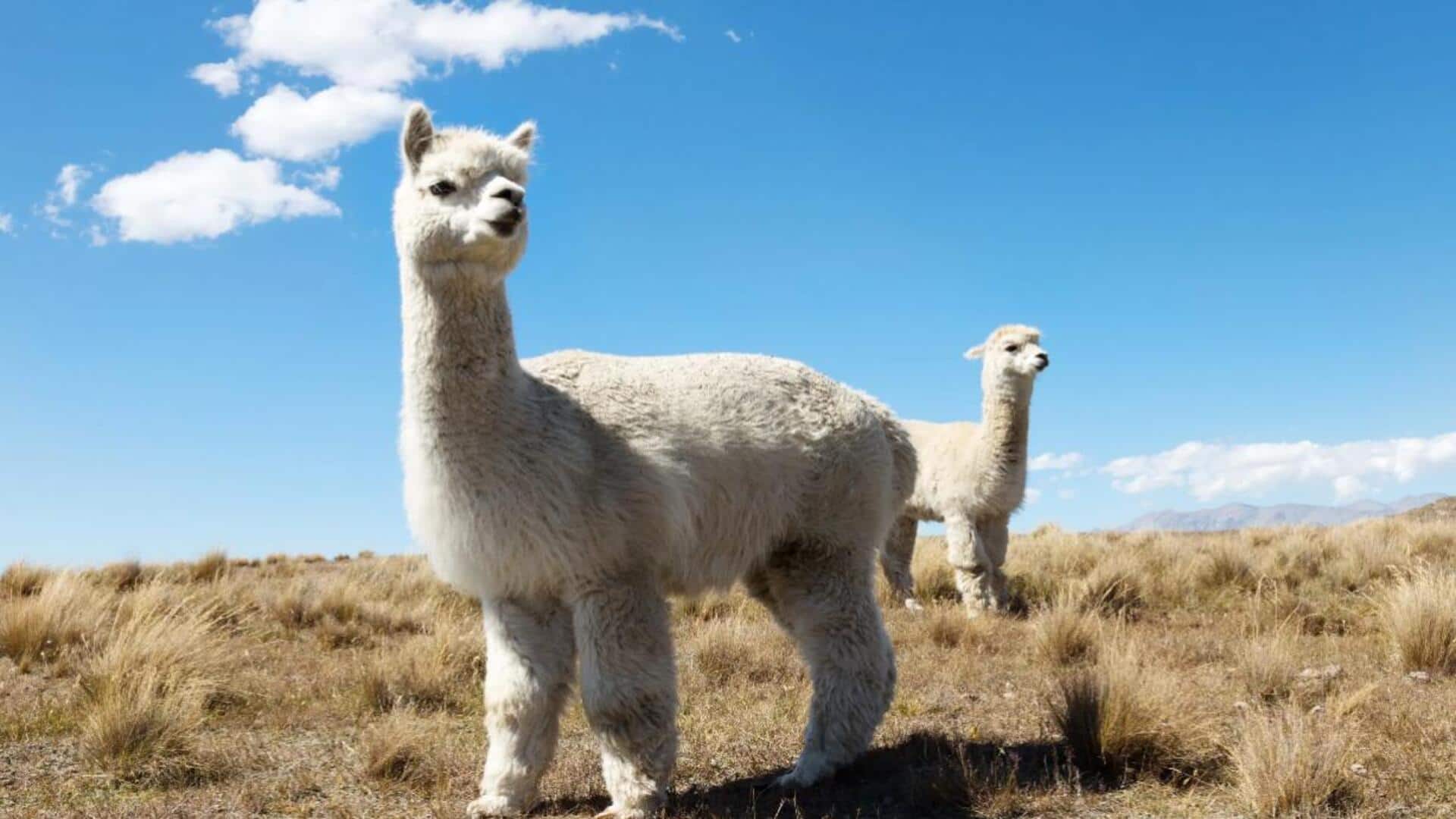 Mengungkap Strategi Bertahan Hidup Alpaka di Iklim yang Ekstrem