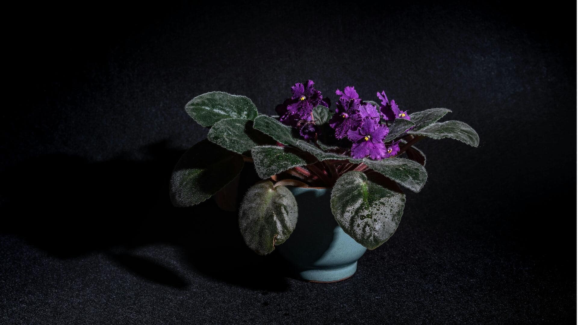 Cara Menumbuhkan Violet Afrika di Dalam Ruangan