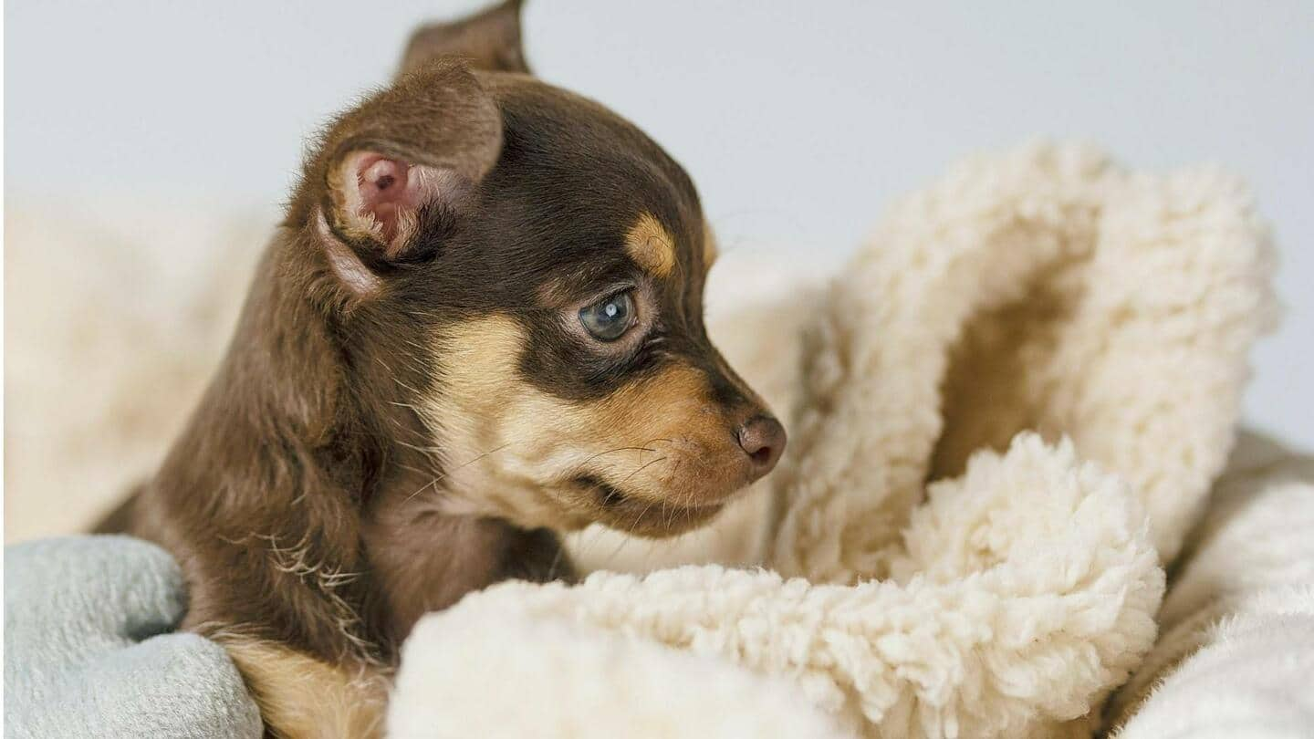 Pakar berbagi cara merawat anak anjing yang baru lahir