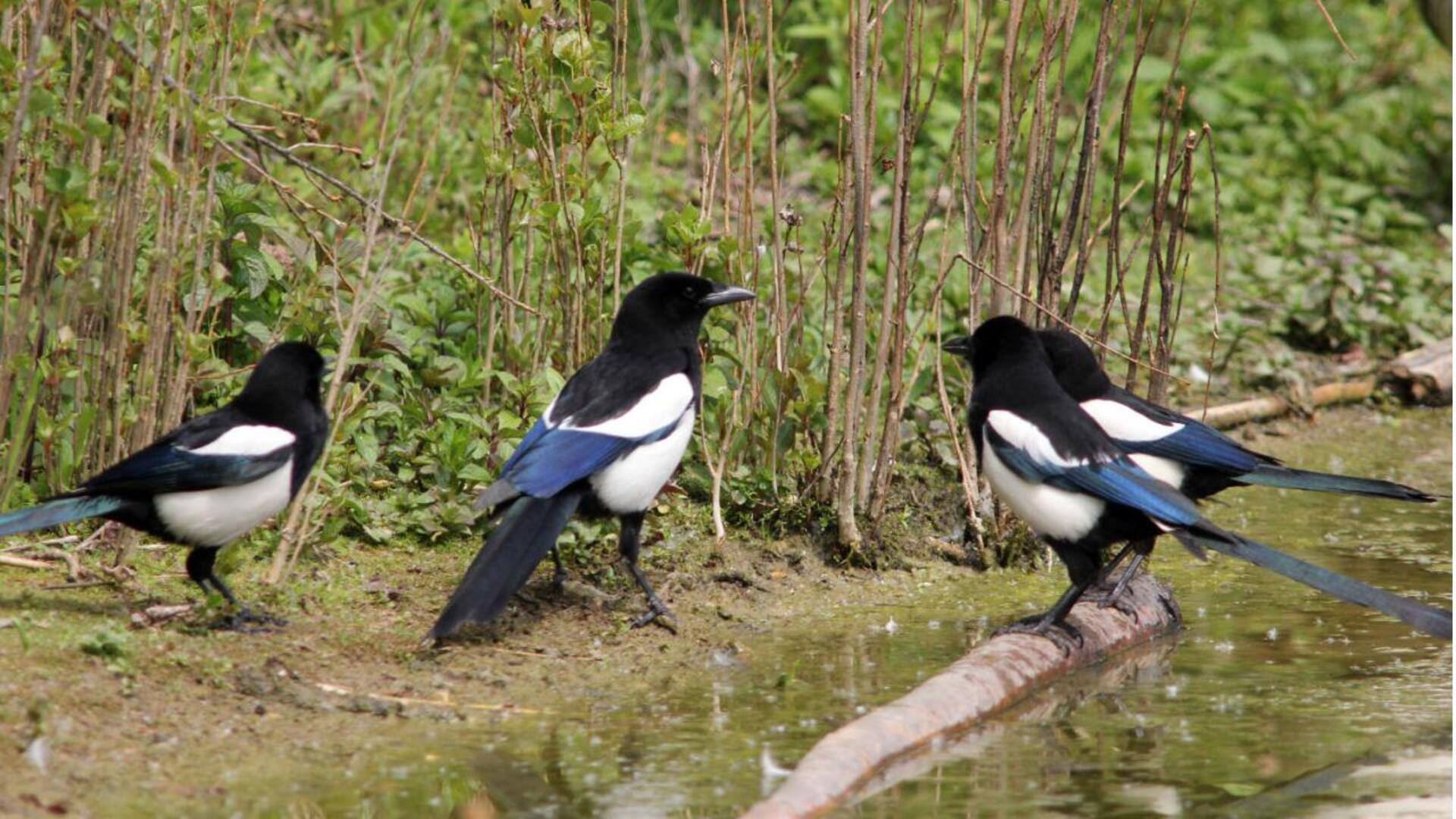 Kecerdasan Burung Magpie: Kemampuan Memecahkan Masalah yang Mengejutkan