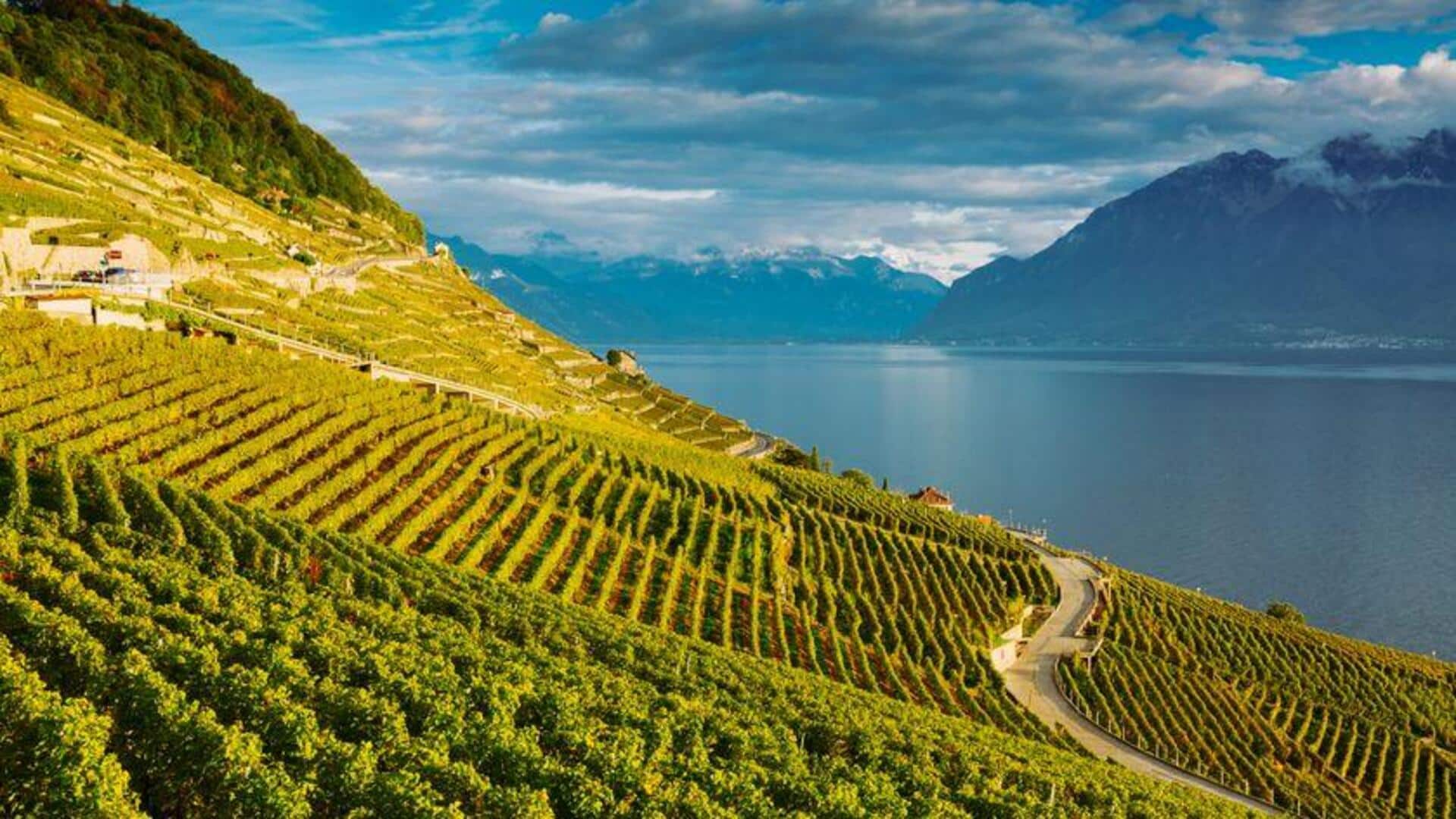 Menikmati Pesona Tersembunyi Kebun Anggur Swiss