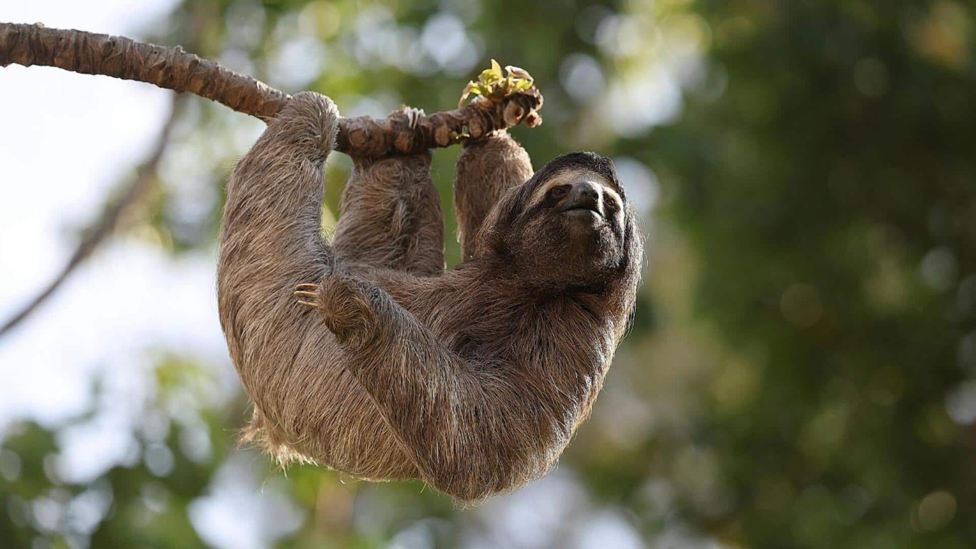Rahasia Simbiosis Kungkang: 5 Adaptasi Kehidupan Arboreal