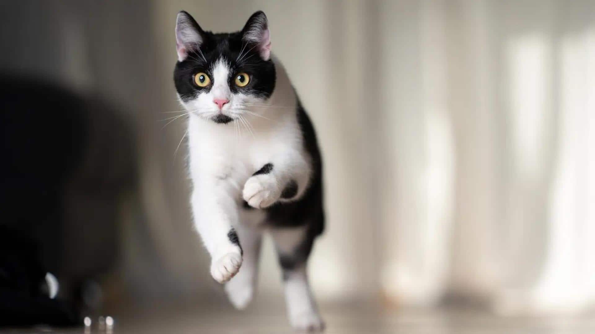 Mengapa Kucing Sering Berlari secara Tiba-tiba di Dalam Ruangan? Mengapa Kucing Sering Berlari secara Tiba-tiba di Dalam Ruangan?