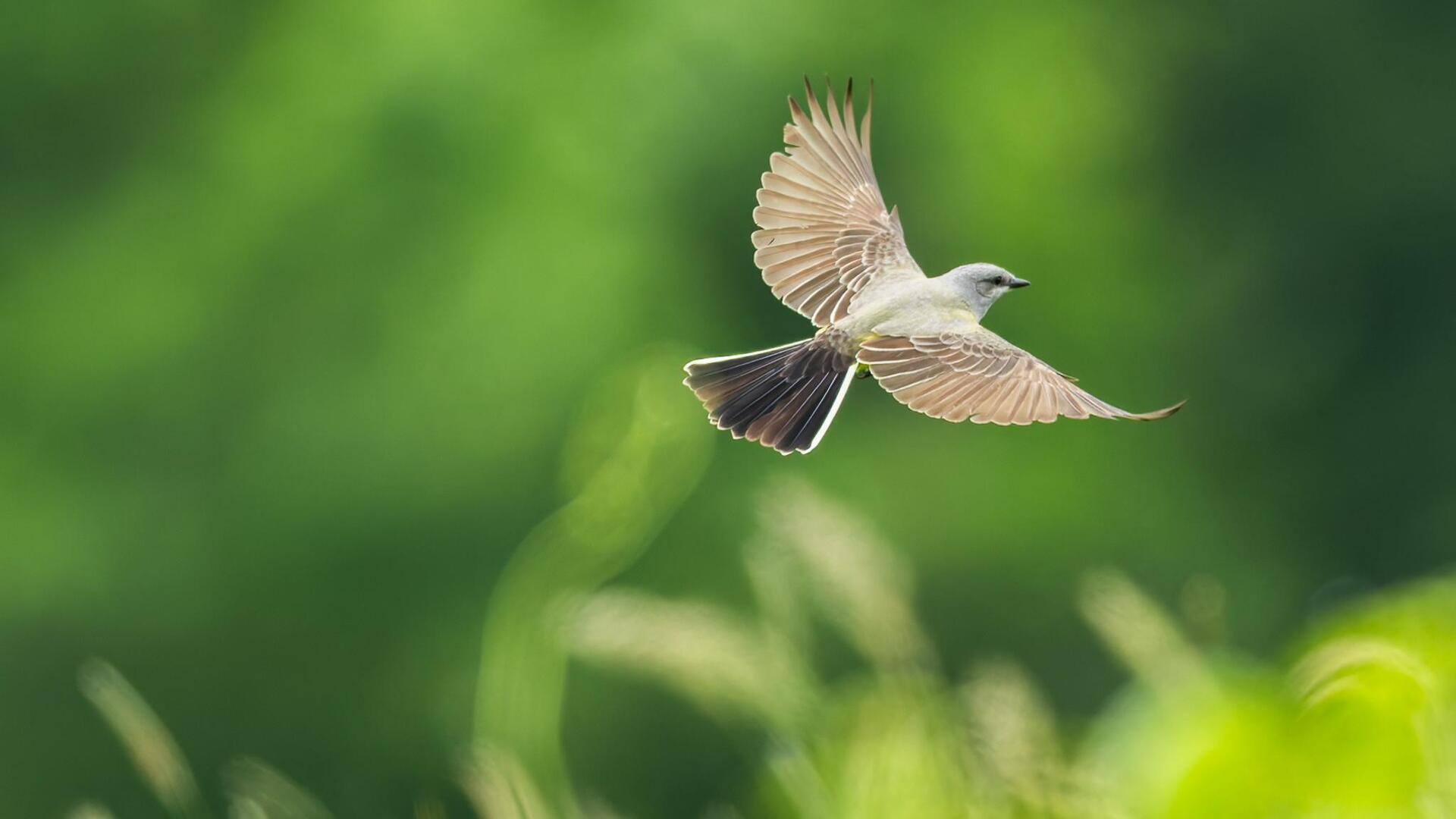 Mengungkap Pola Penerbangan Kingbird dan Migrasi Musimannya yang Unik