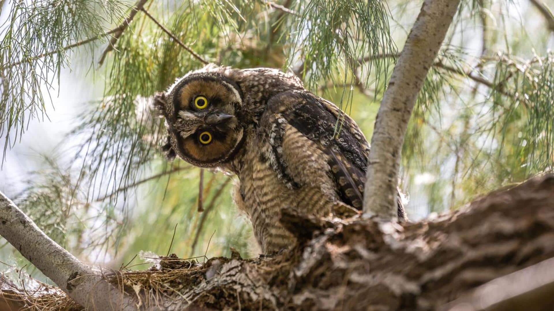 Mengungkap Keajaiban Fisiologis dari Leher Burung Hantu yang Luar Biasa