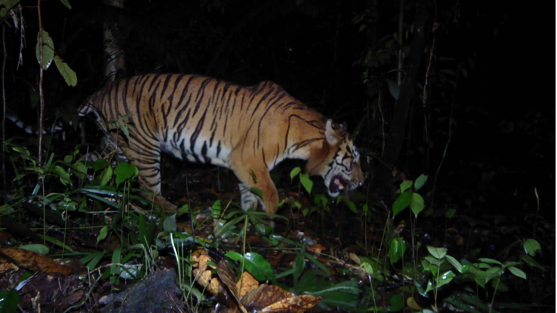 Ritual Malam Harimau Sumatra yang Misterius Ritual Malam Harimau Sumatra yang Misterius