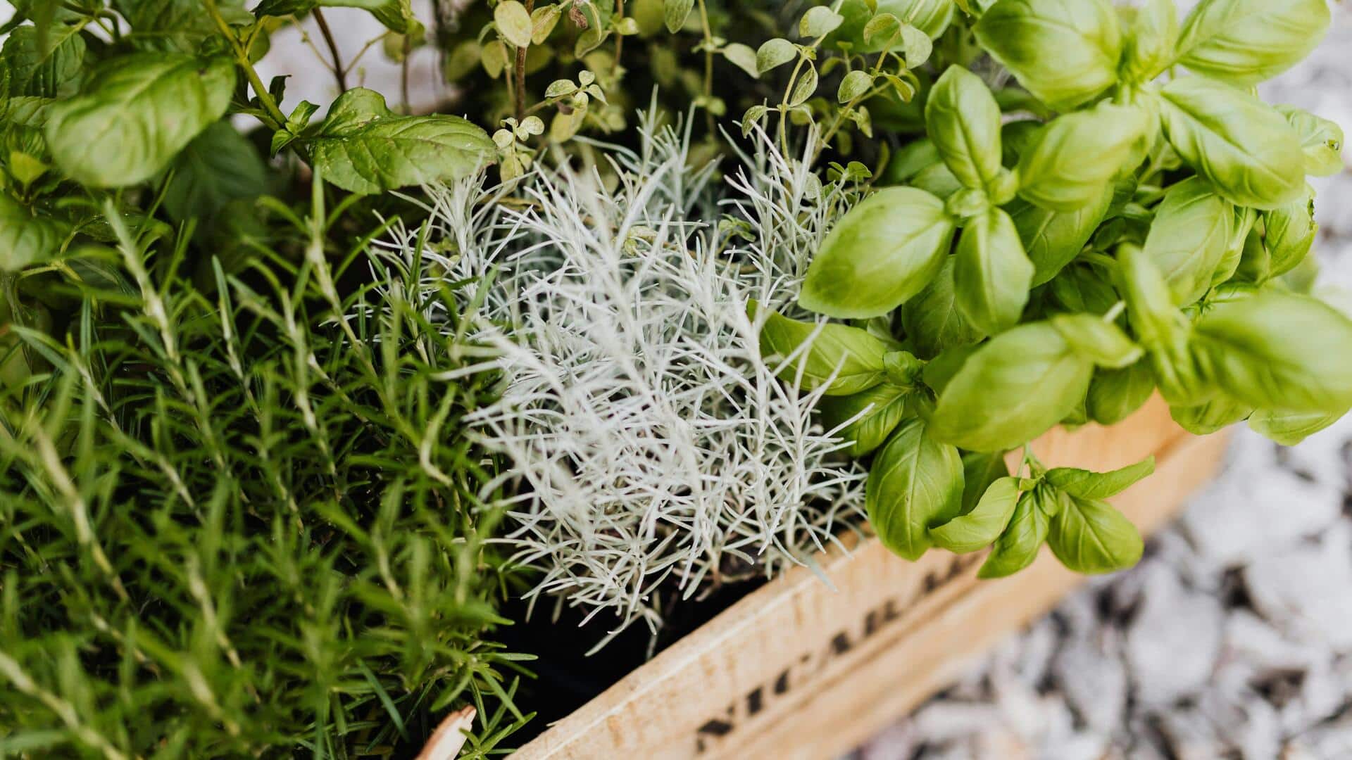 Memulai Kebun Herbal Dalam Ruangan dengan Lima Esensial