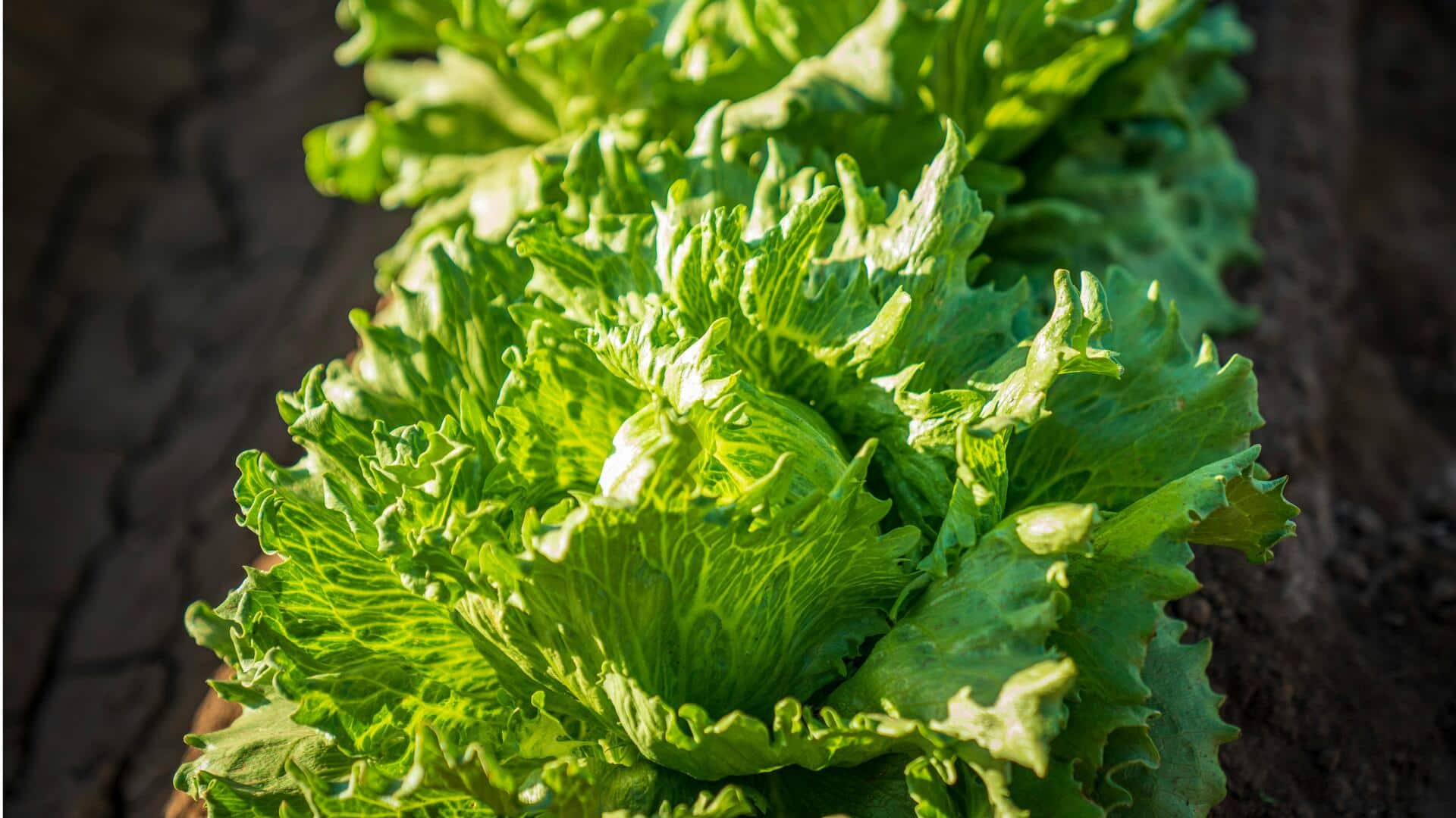 Sayuran Berdaun yang Tumbuh Subur dengan Sinar Matahari Terbatas