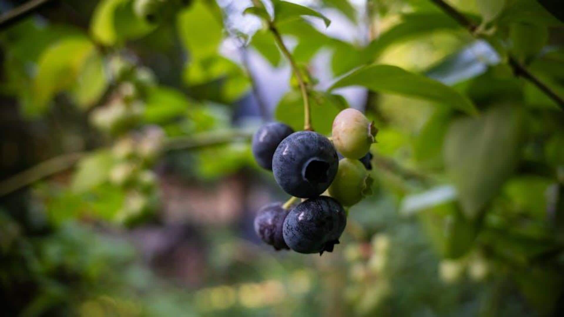 Pengalaman Kebun Blueberry Tak Terlupakan Dekat Warsawa, Polandia