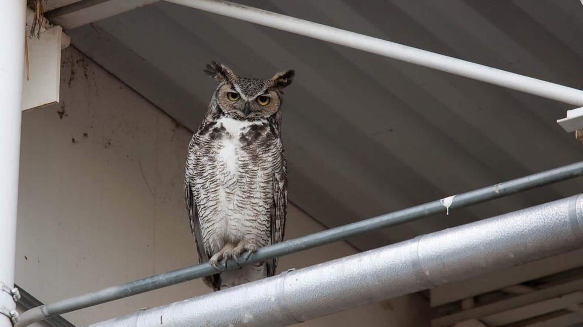Peran Burung Hantu dalam Mengendalikan Populasi Tikus di Wilayah Kota