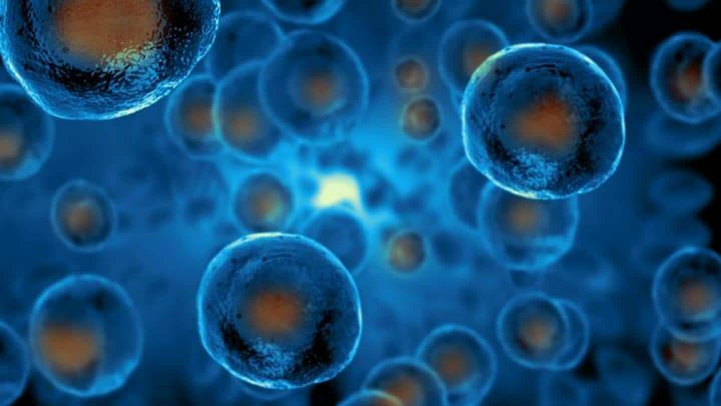 Para Ilmuwan Menciptakan Embrio Manusia Sintetis Dengan Detak Jantung, Mereplikasi Proses Awal Kehamilan