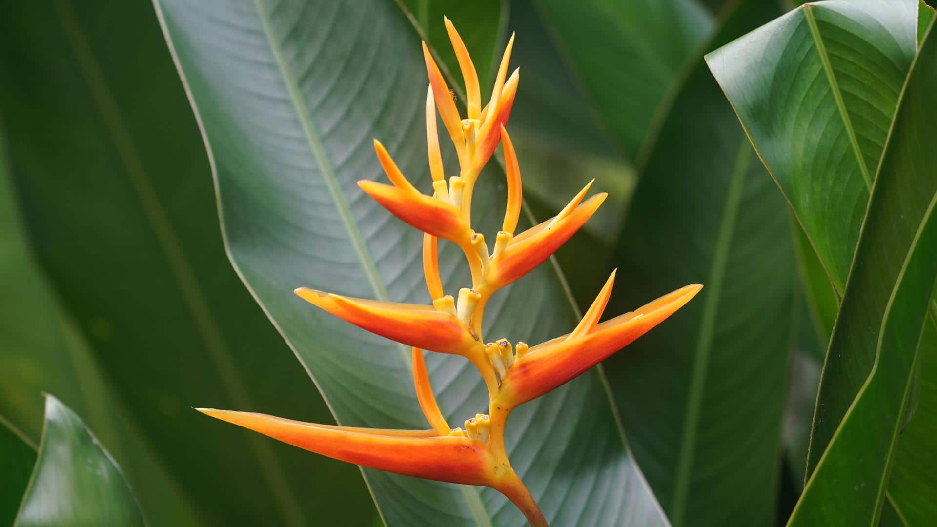 Lima Tips Ahli untuk Heliconia yang Berkembang dengan Sempurna