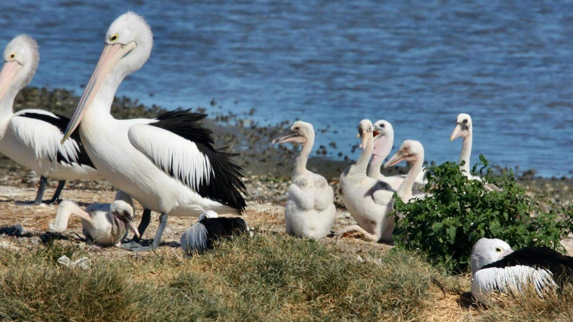 Mempelajari Strategi Pelikan dalam Melindungi Anak-anaknya