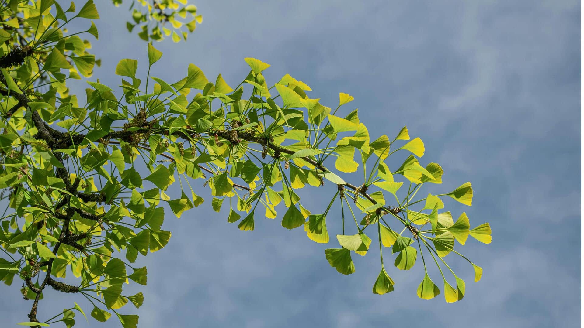 Fakta Menarik tentang Pohon Ginkgo Biloba Fakta Menarik tentang Pohon Ginkgo Biloba
