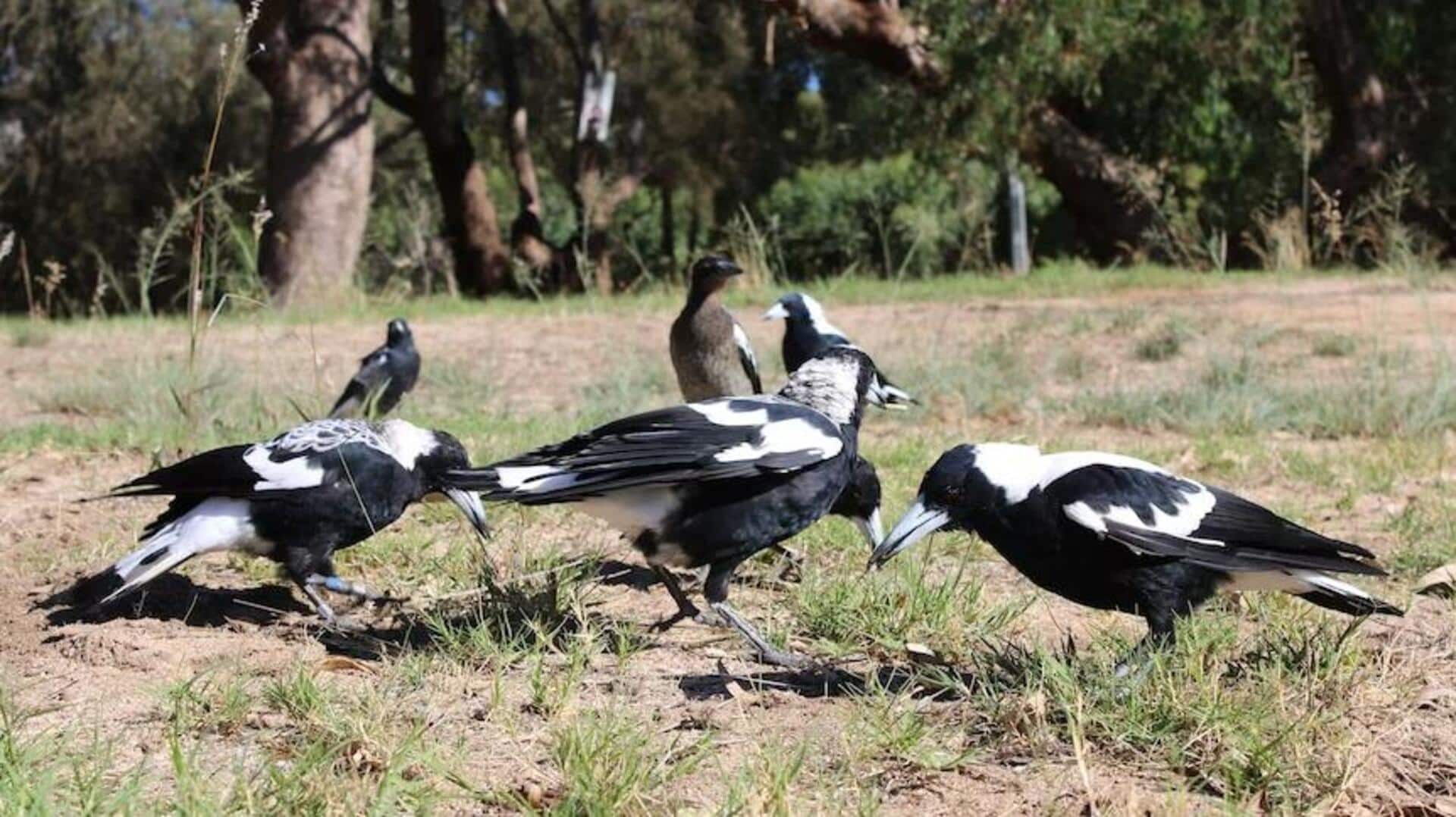 Lima Trik Cerdas Burung Magpie dalam Kehidupan Sehari-hari