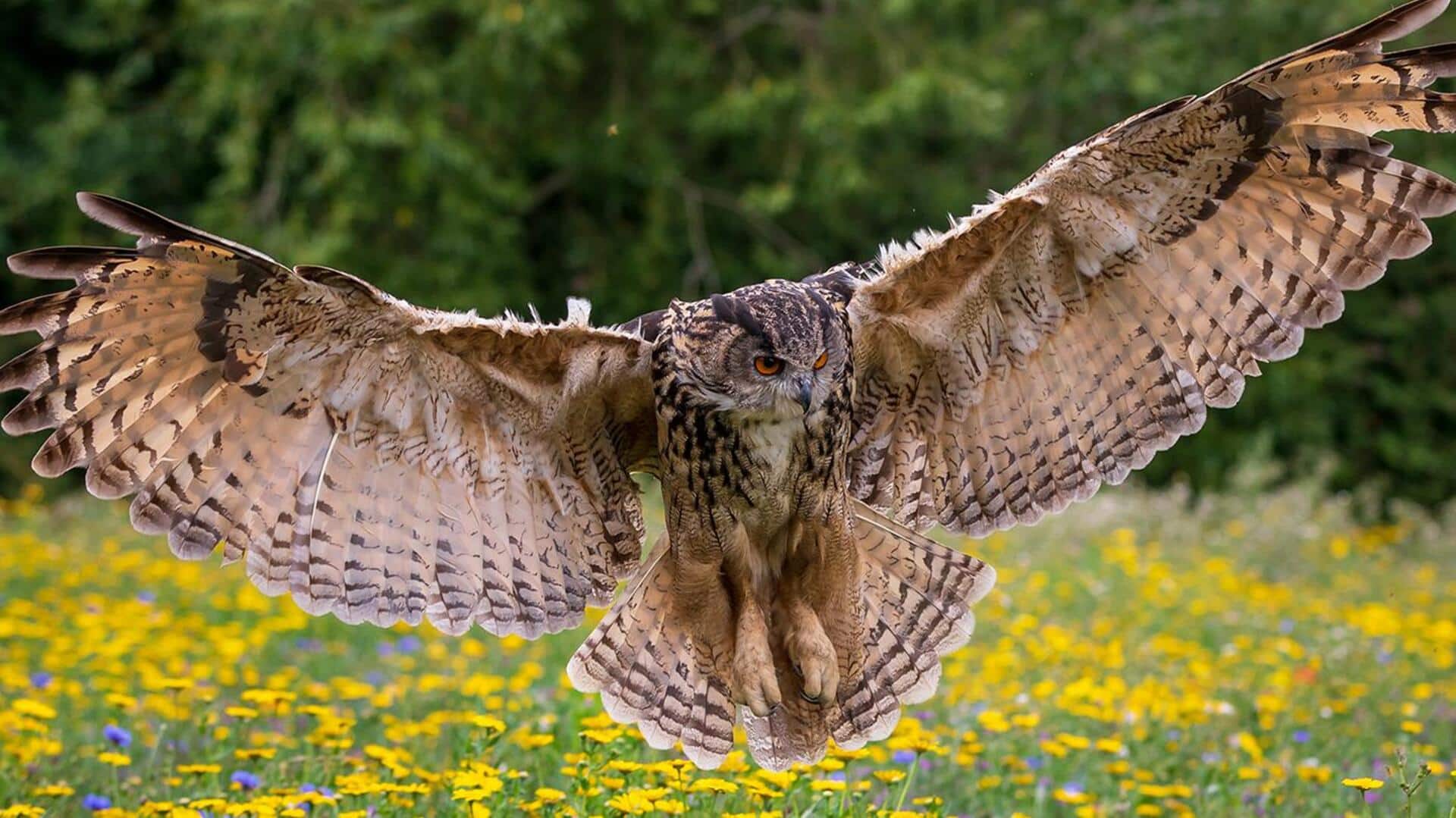 Adaptasi Habitat Burung Hantu di Lingkungan yang Beragam