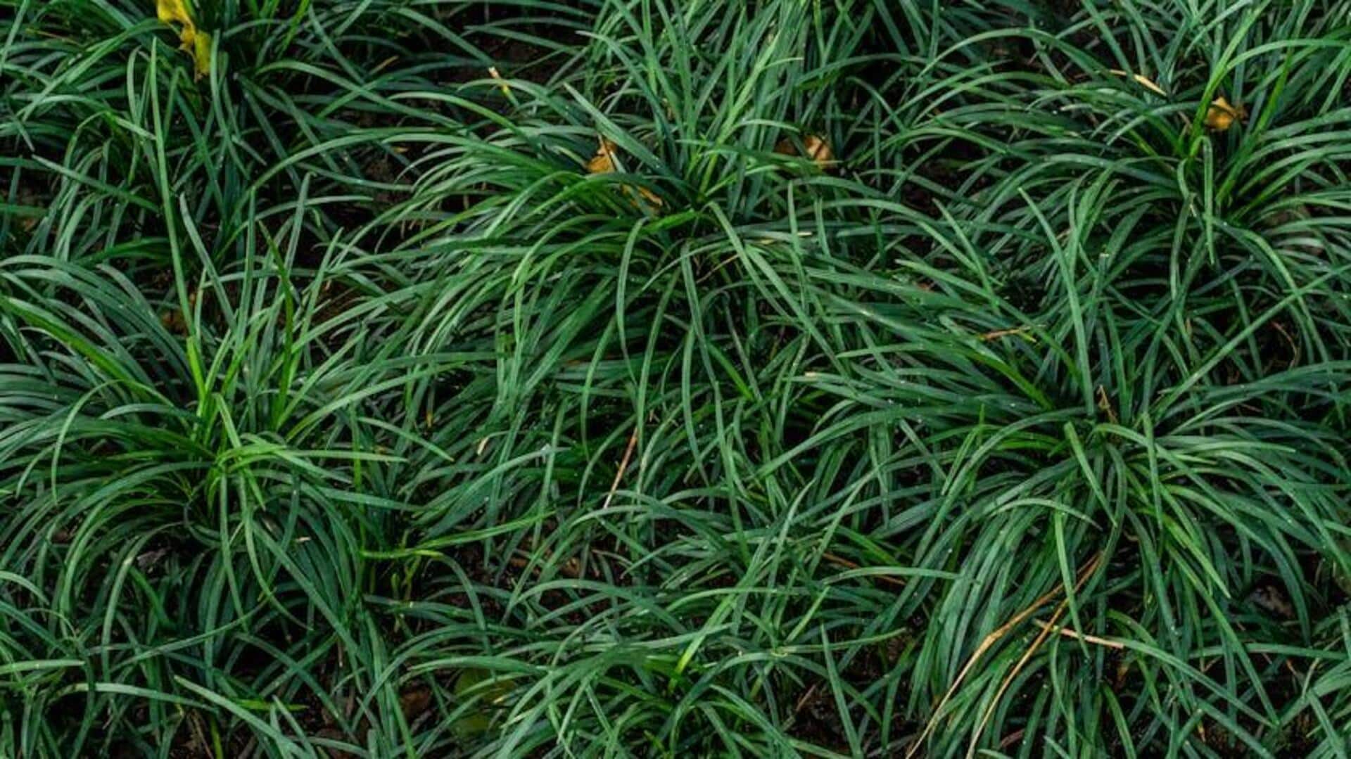 Lima Rumput Hias yang Sempurna untuk Balkon