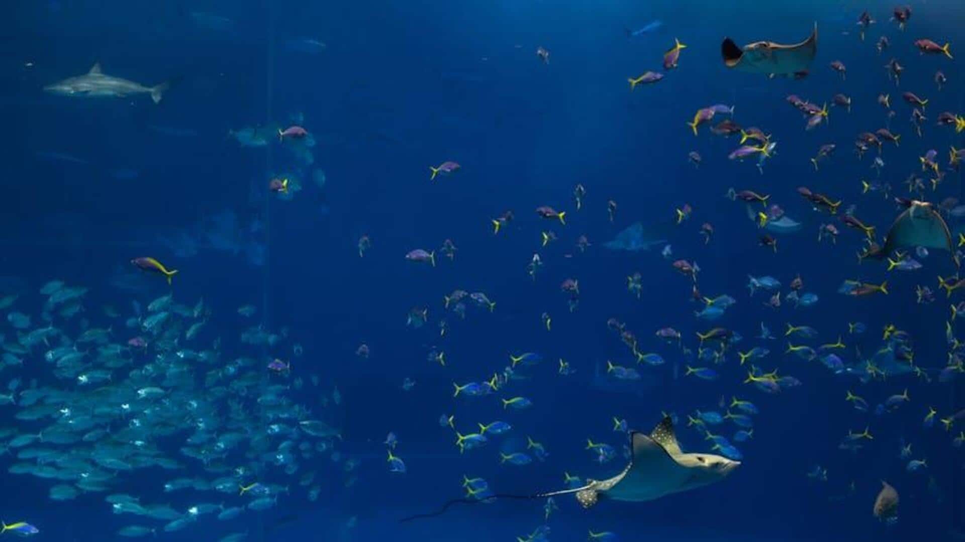 Cara AI Memetakan Kedalaman Laut yang belum Terjelajahi