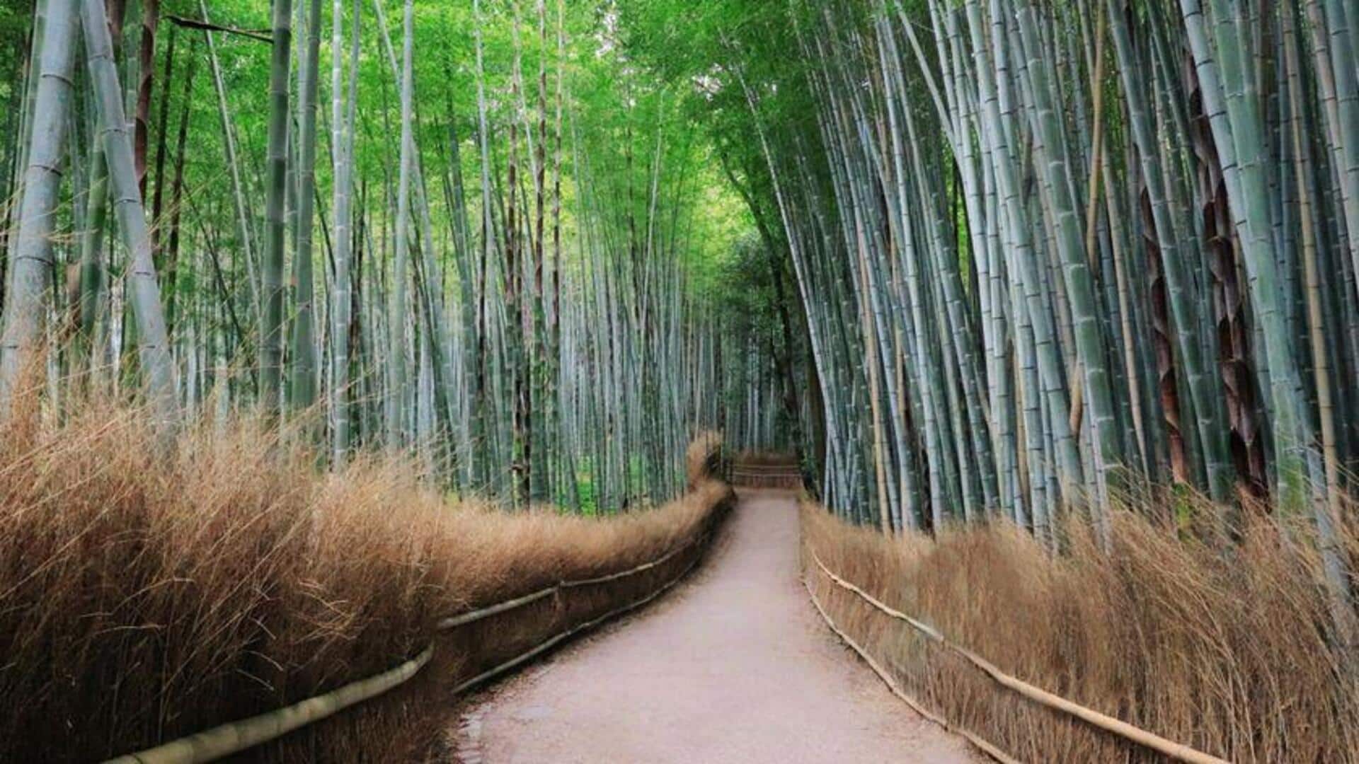 Menjelajahi Hutan Bambu Jepang yang Tenang