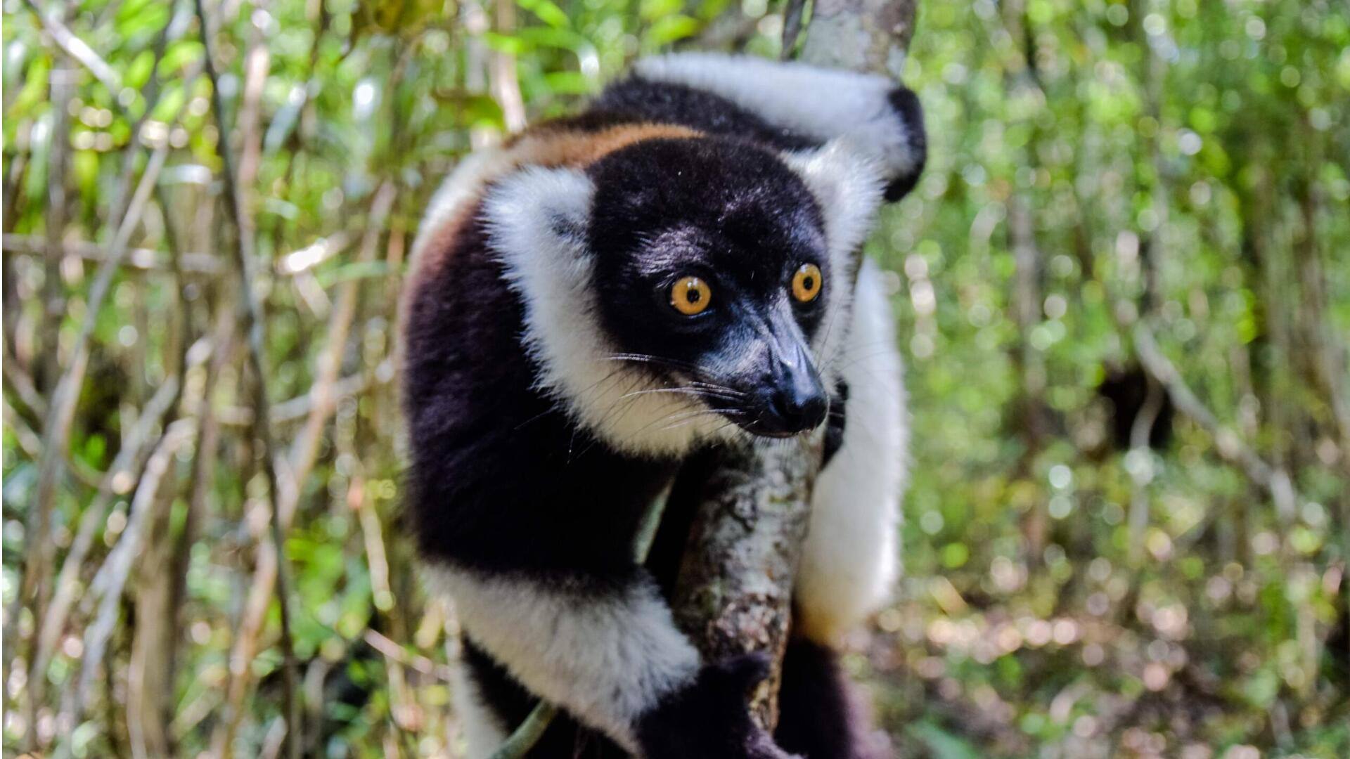 Menjelajahi Keindahan Taman Nasional Andasibe-Mantadia, Madagaskar