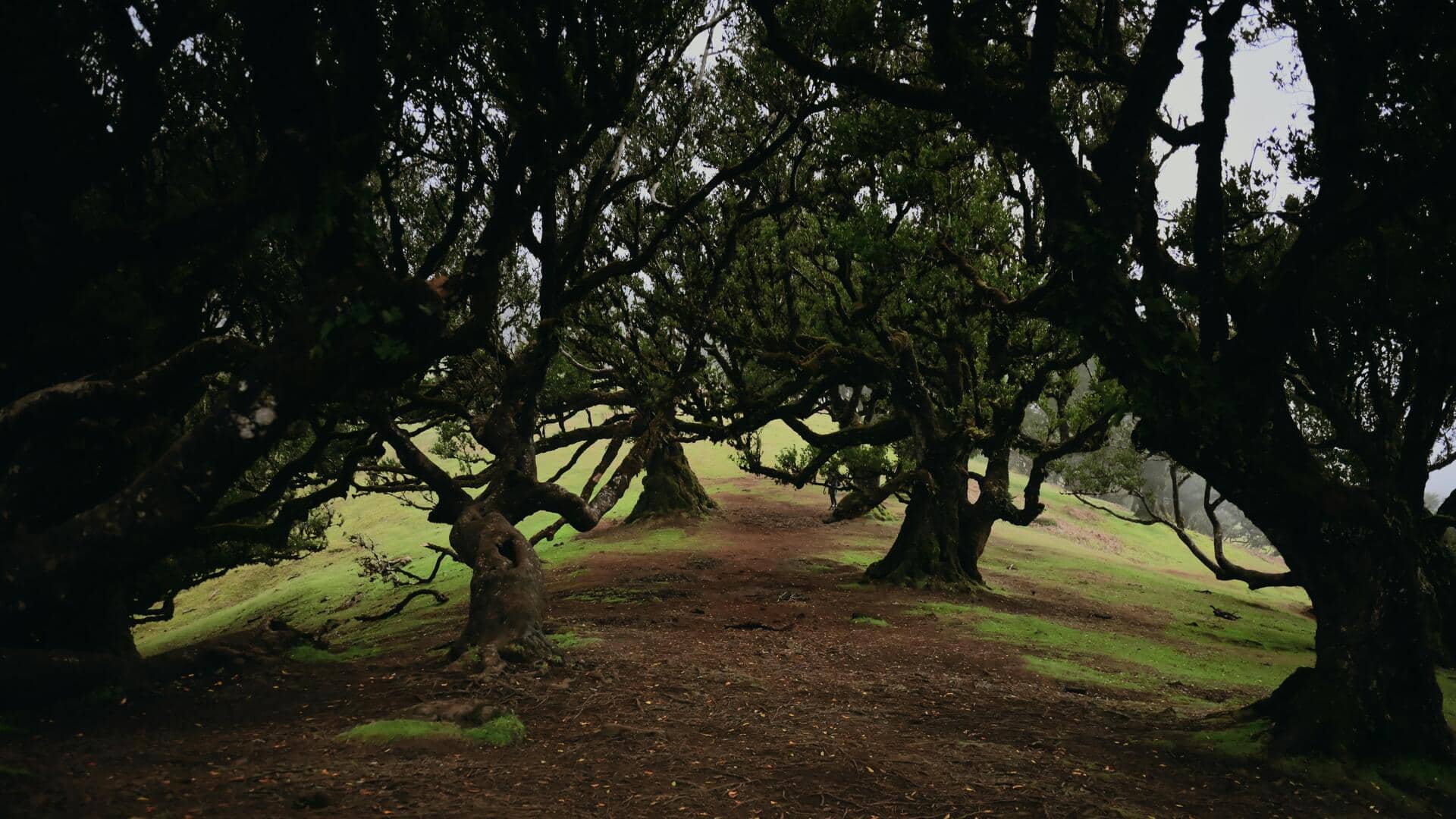 Lima Jalur Botani Abadi di Madeira, Portugal